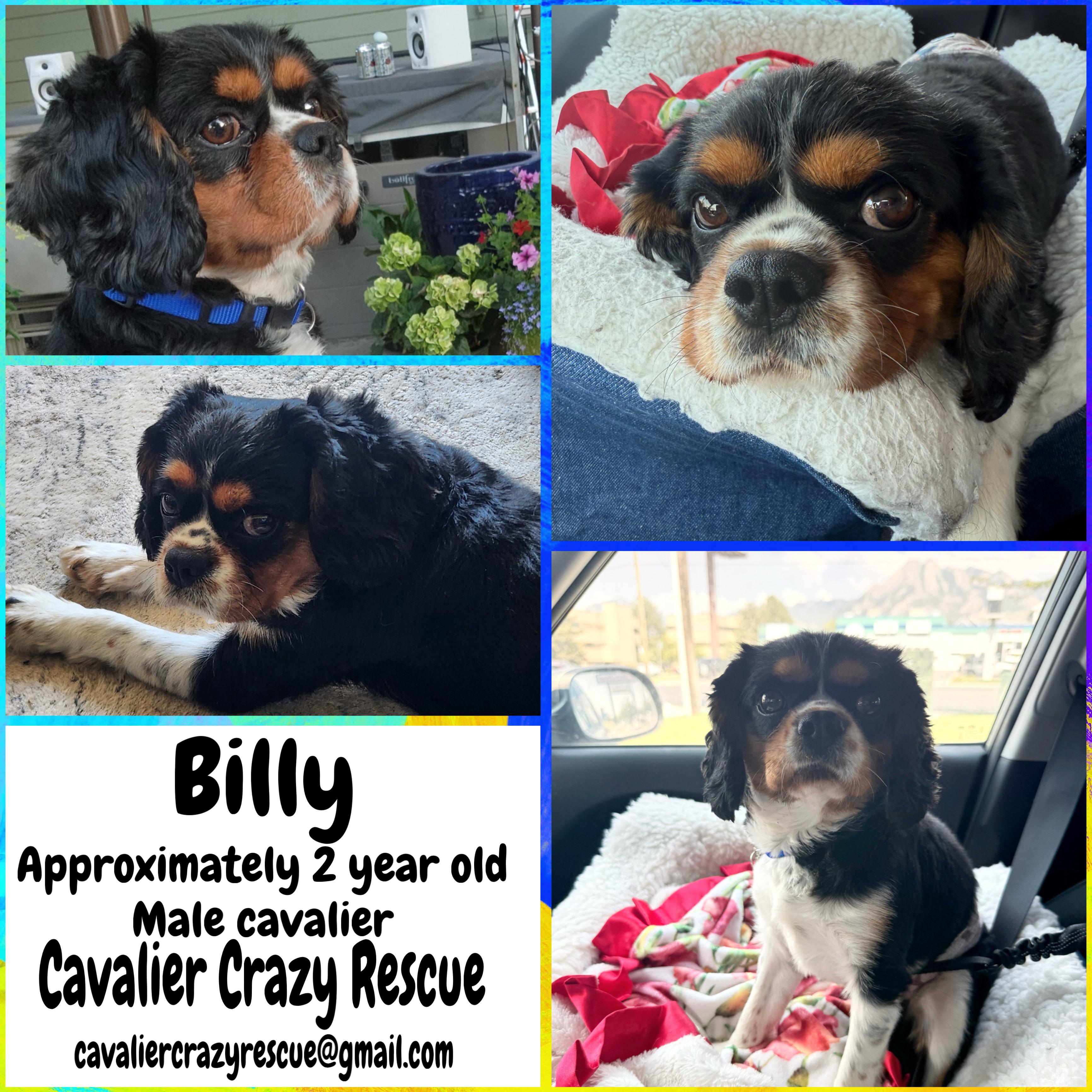 Enlarge Billy, a Adopted Cavalier King Charles Spaniel in Midvale, UT image 1/1