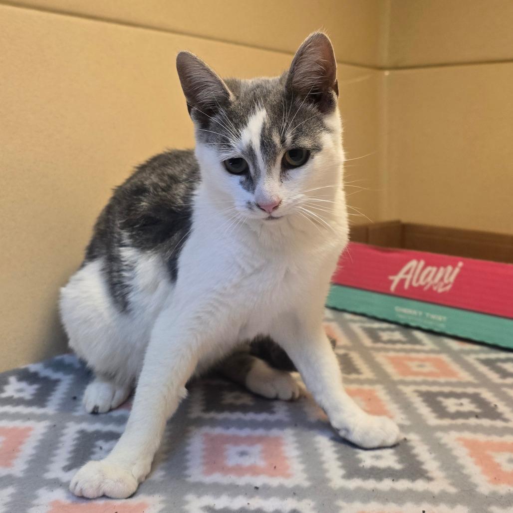 Enlarge Flower, a Adoptable Domestic Medium Hair in Beckley, WV image 1/1