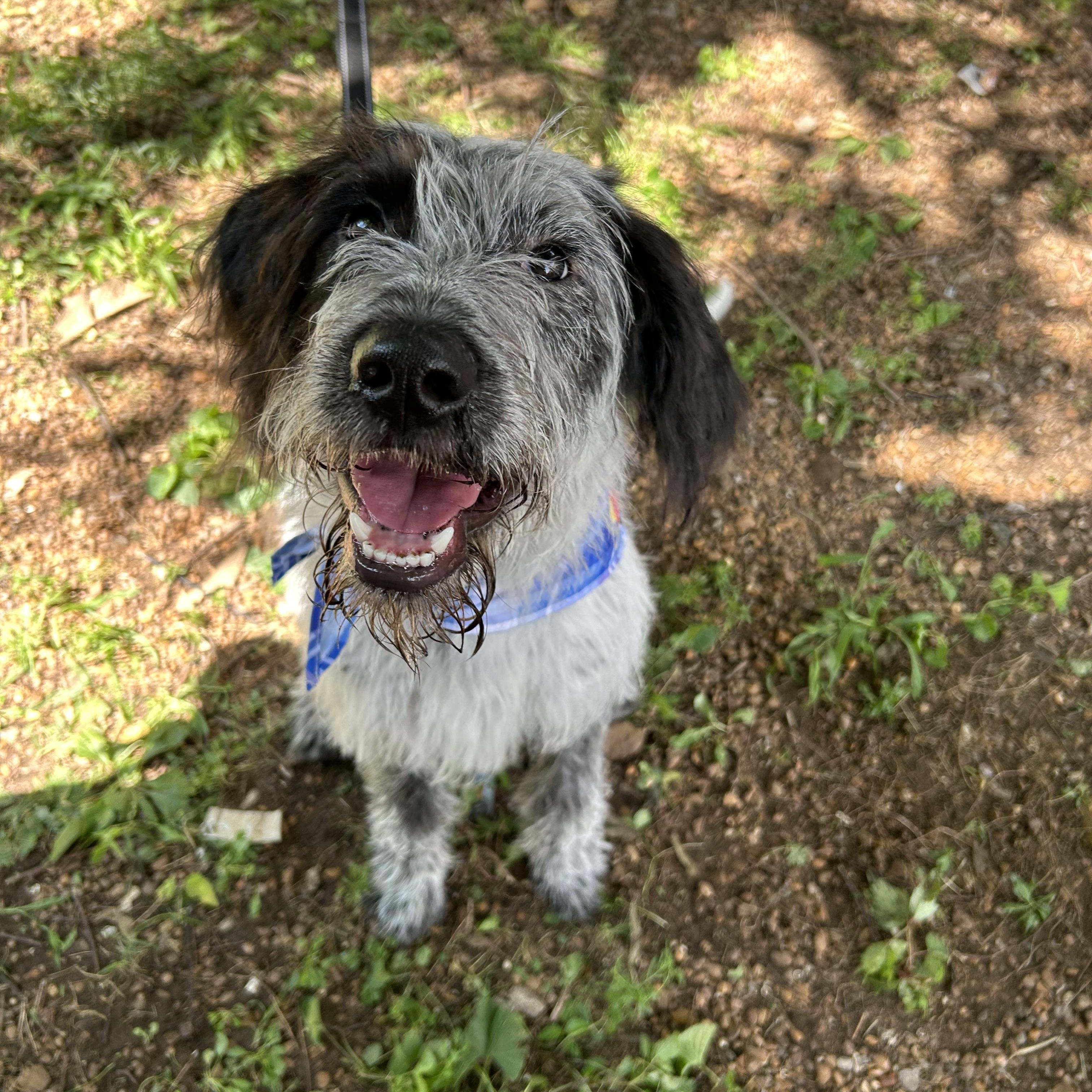 Chipper, an adoptable Aussiedoodle in Spring hill, TN, 37174 | Photo Image 2