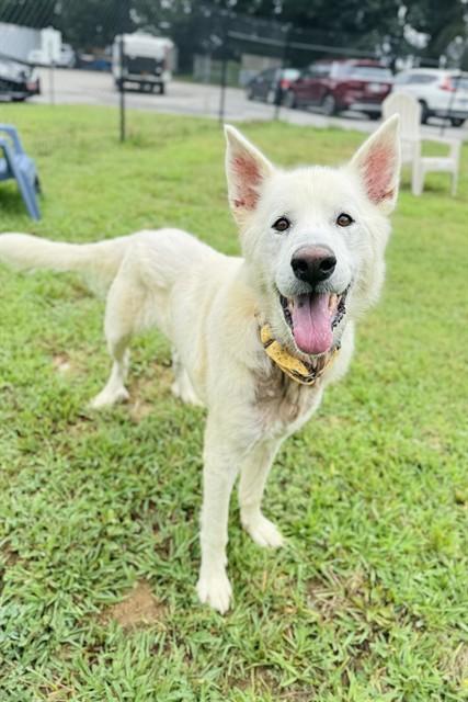 BUFFALO, Adoptable, Adult Male German Shepherd Dog & Mixed Breed.
