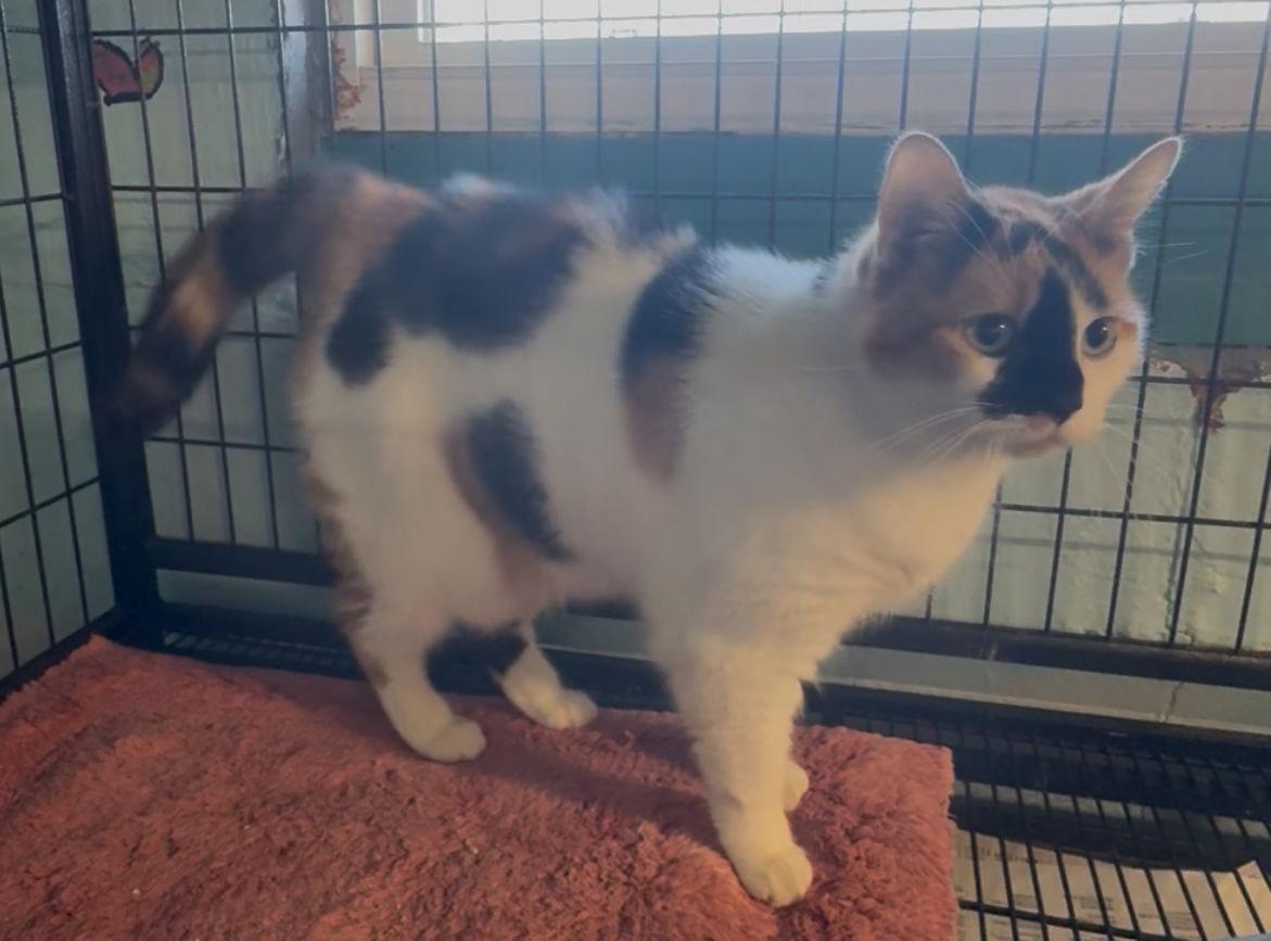 Enlarge Reid, a Adopted Domestic Medium Hair in Sistersville, WV image 1/3