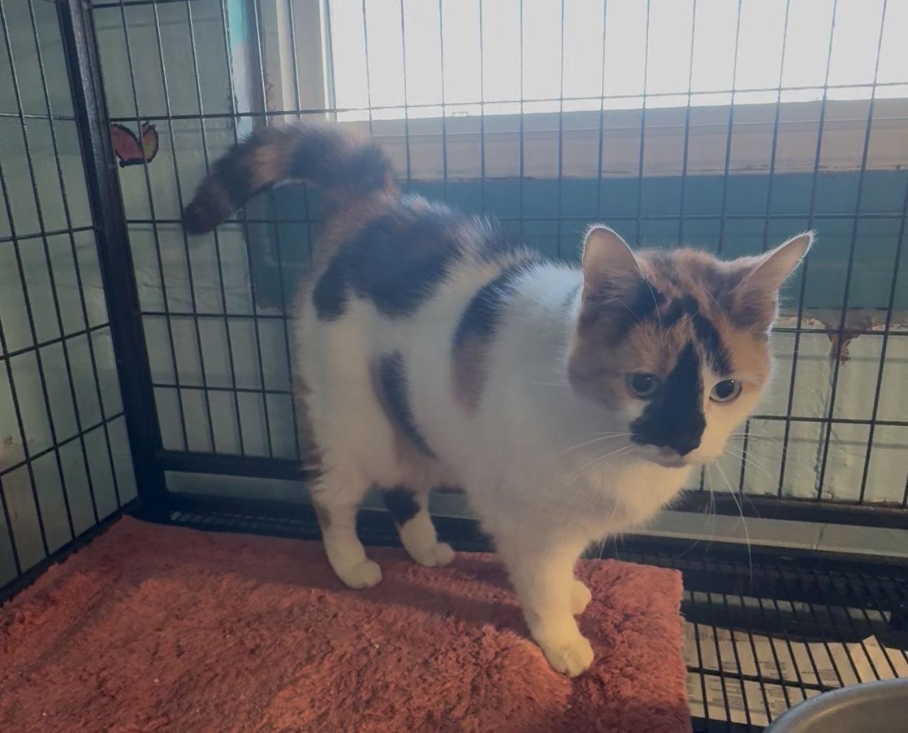 Enlarge Reid, a Adopted Domestic Medium Hair in Sistersville, WV image 2/3