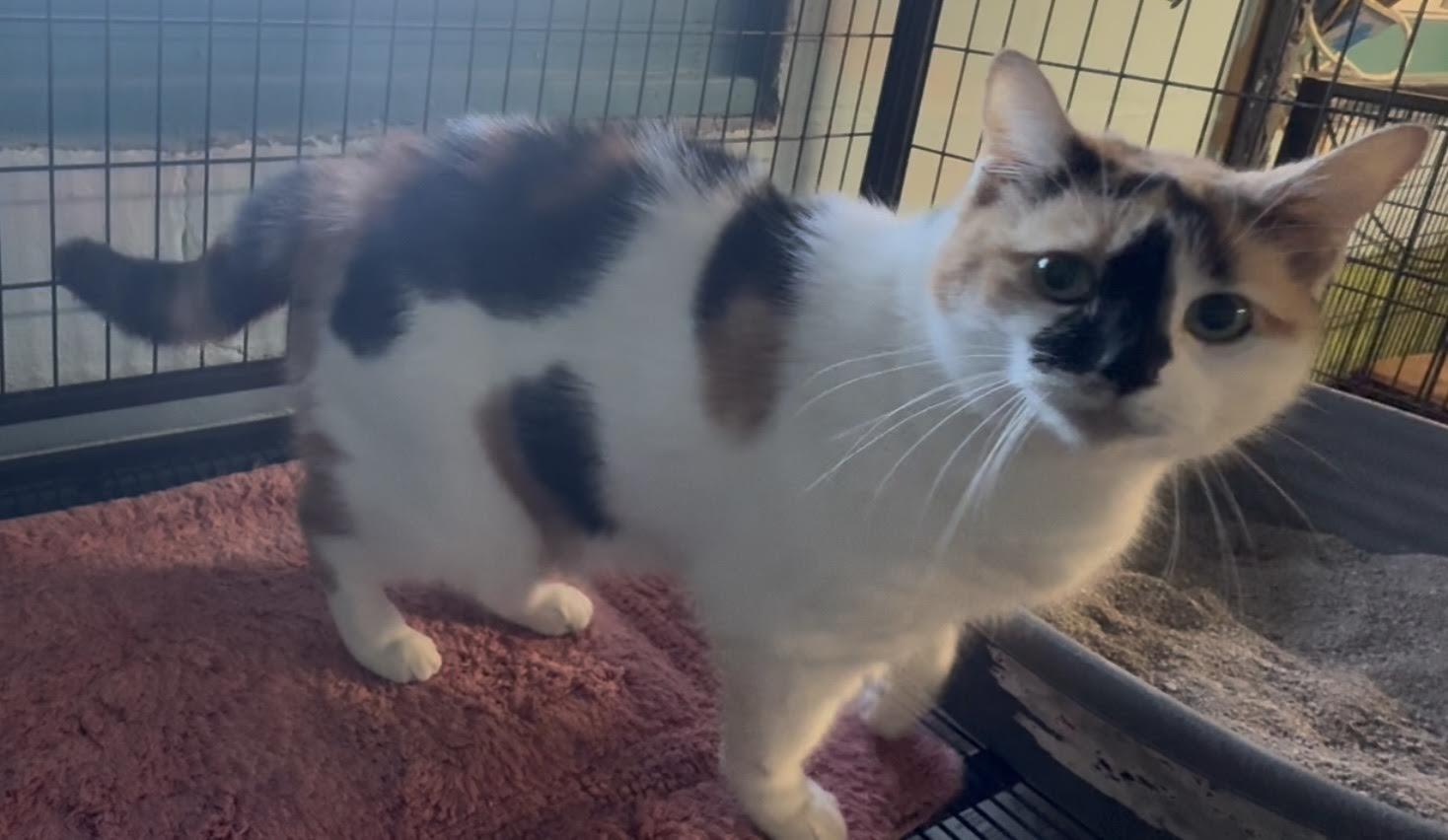 Enlarge Reid, a Adopted Domestic Medium Hair in Sistersville, WV image 3/3