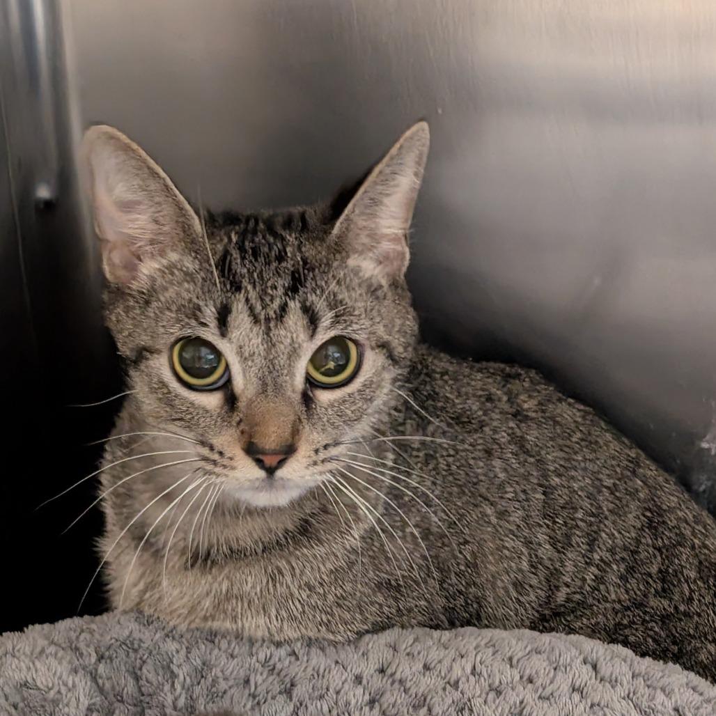 Enlarge Lantern, a Adoptable Domestic Short Hair in Titusville, FL image 1/1