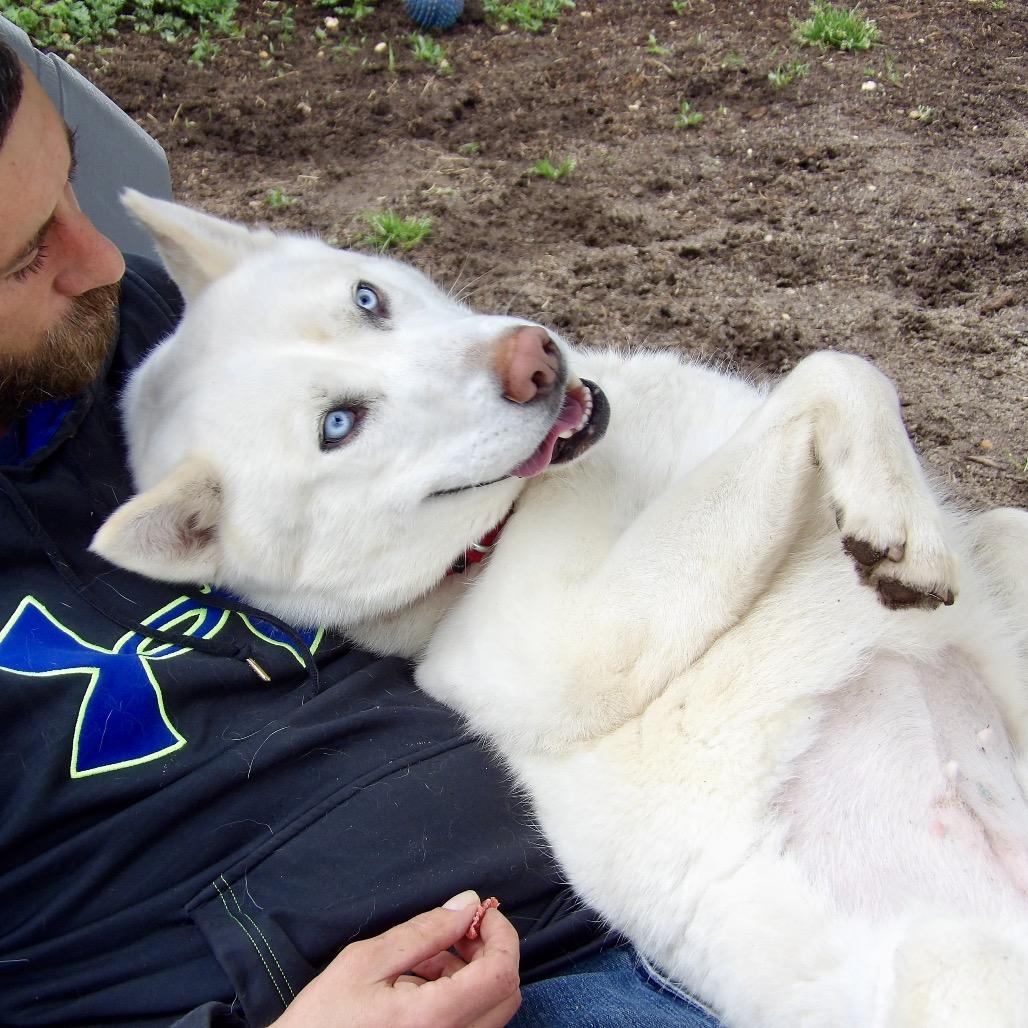 Enlarge Visenya, a Adoptable Husky in Vineland, NJ image 2/4