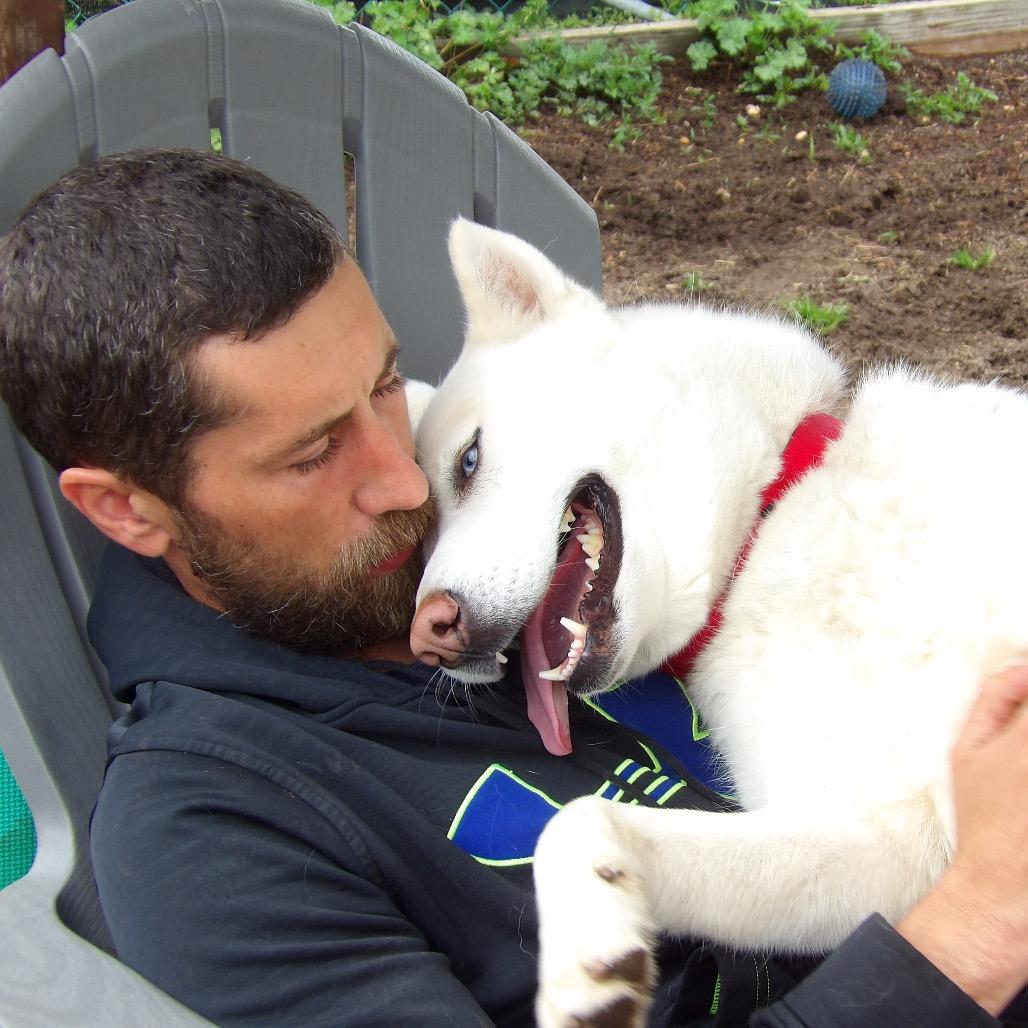 Enlarge Visenya, a Adoptable Husky in Vineland, NJ image 3/4