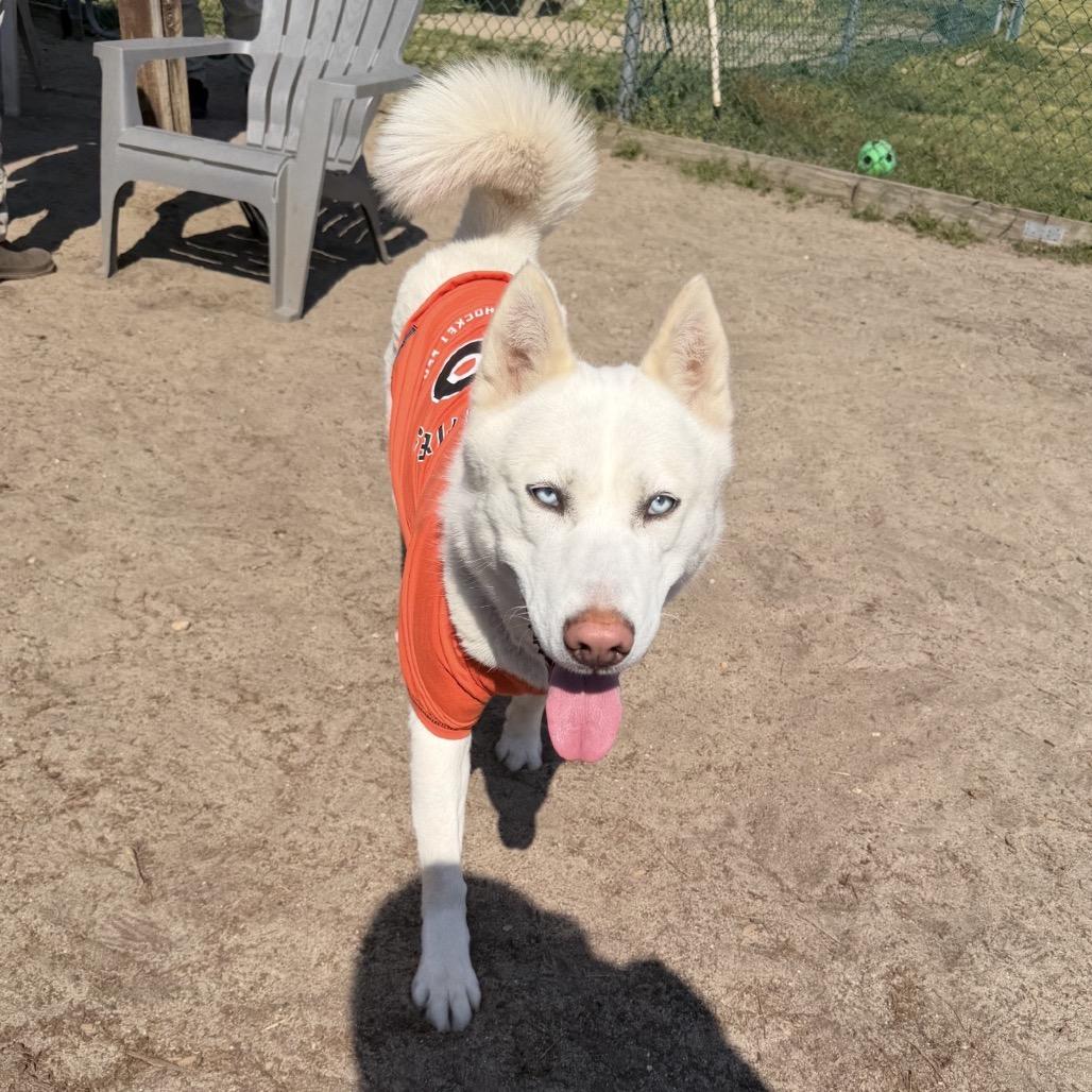 Enlarge Visenya, a Adoptable Husky in Vineland, NJ image 4/4