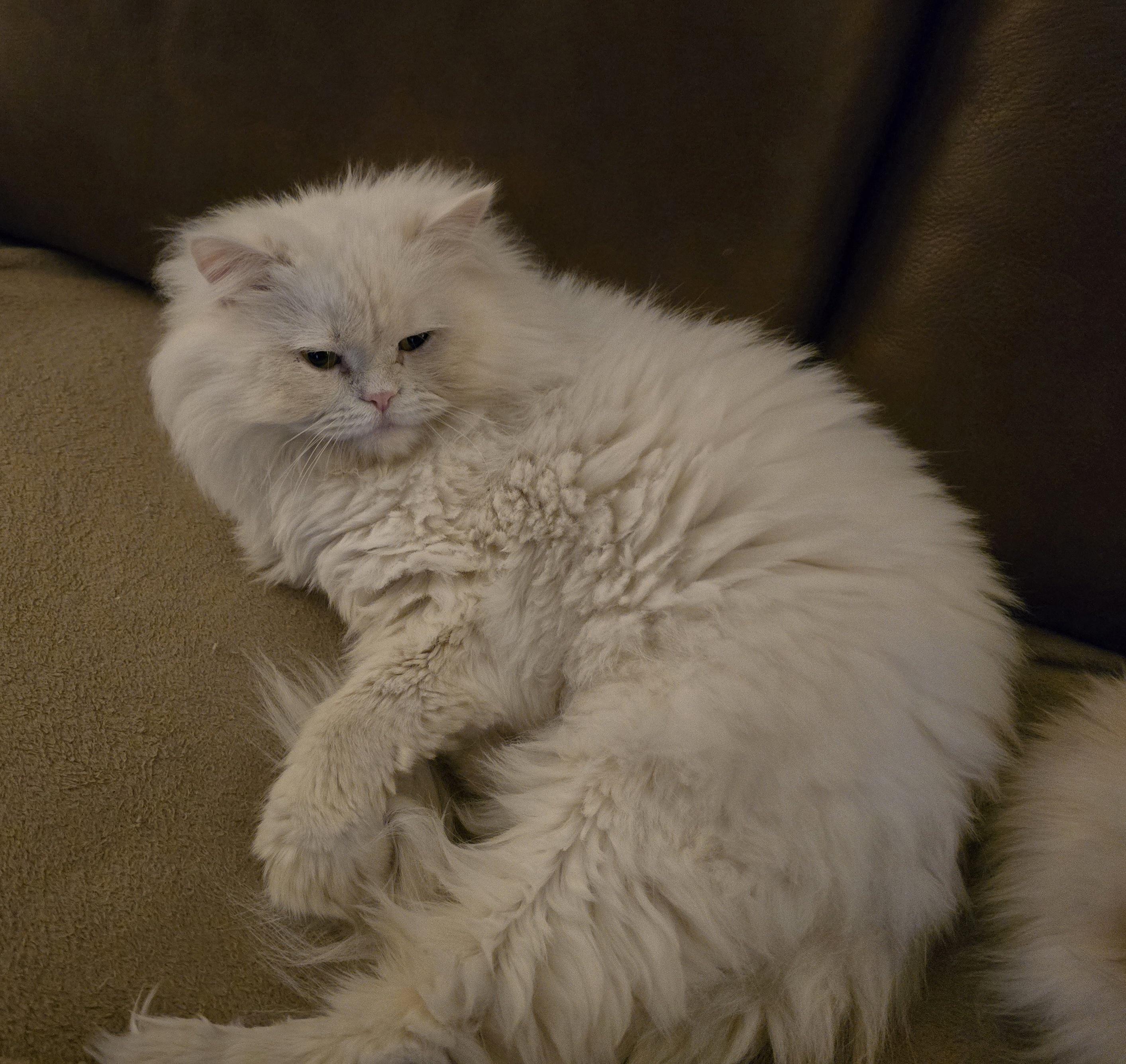 ASTRO, an adopted Persian in Indianapolis, IN image 4/4