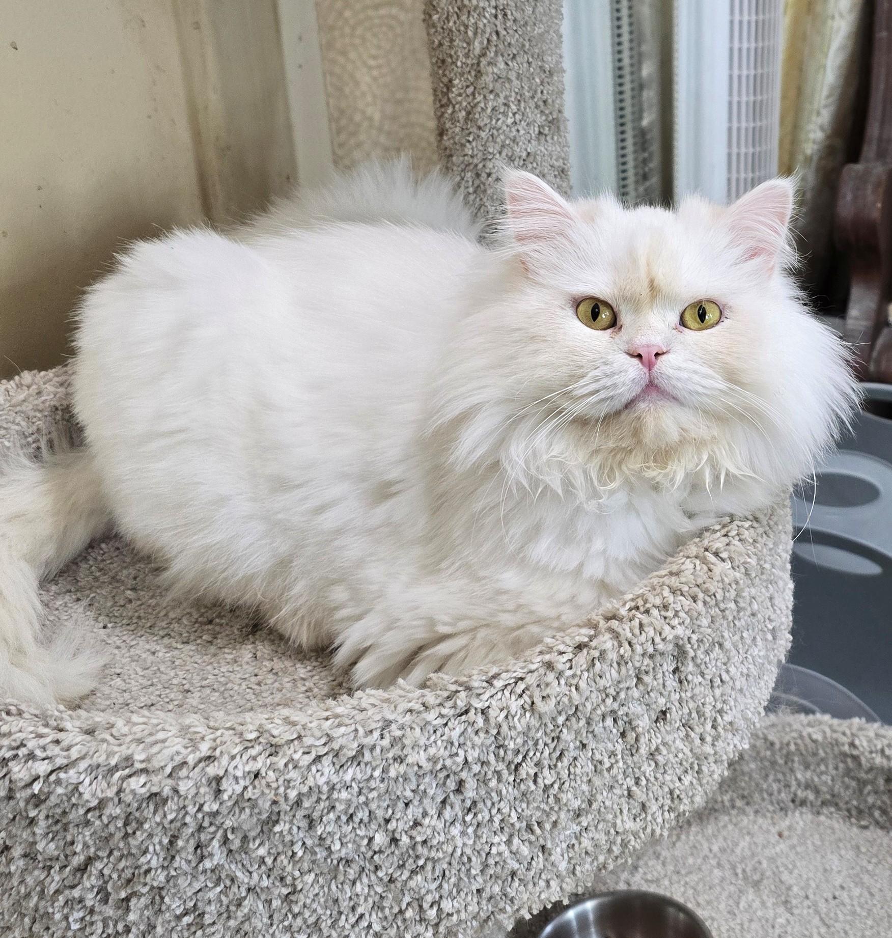 ASTRO, an adopted Persian in Indianapolis, IN image 3/4