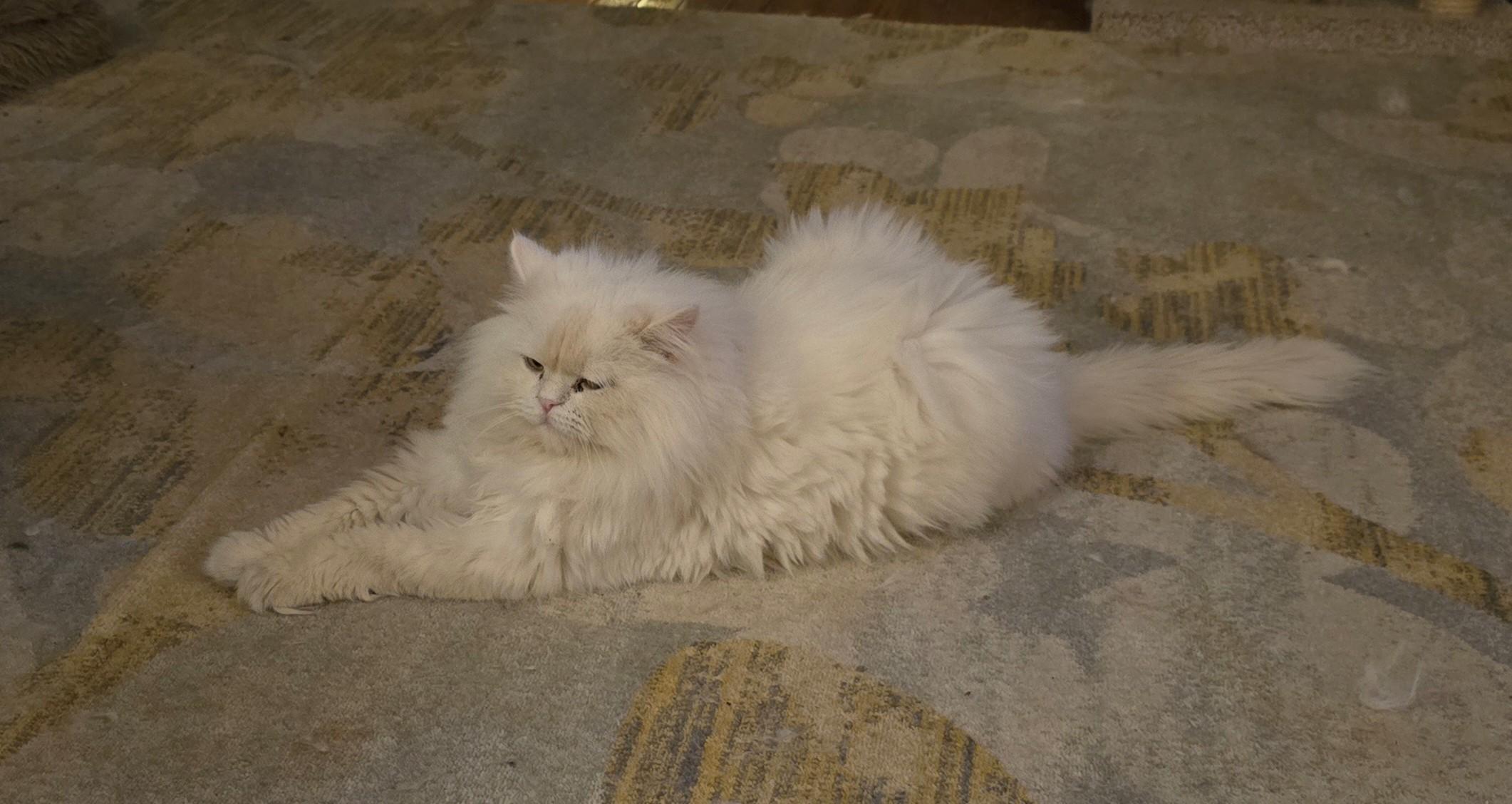 ASTRO, an adopted Persian in Indianapolis, IN image 2/4