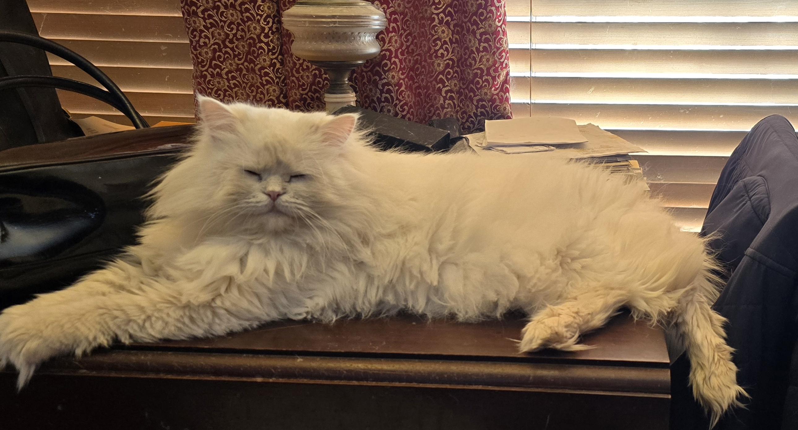 ASTRO, an adopted Persian in Indianapolis, IN image 1/4