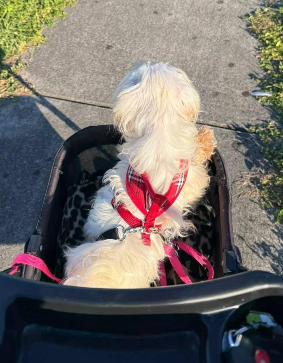 Sherman, Adoptable, Senior Male Maltese.