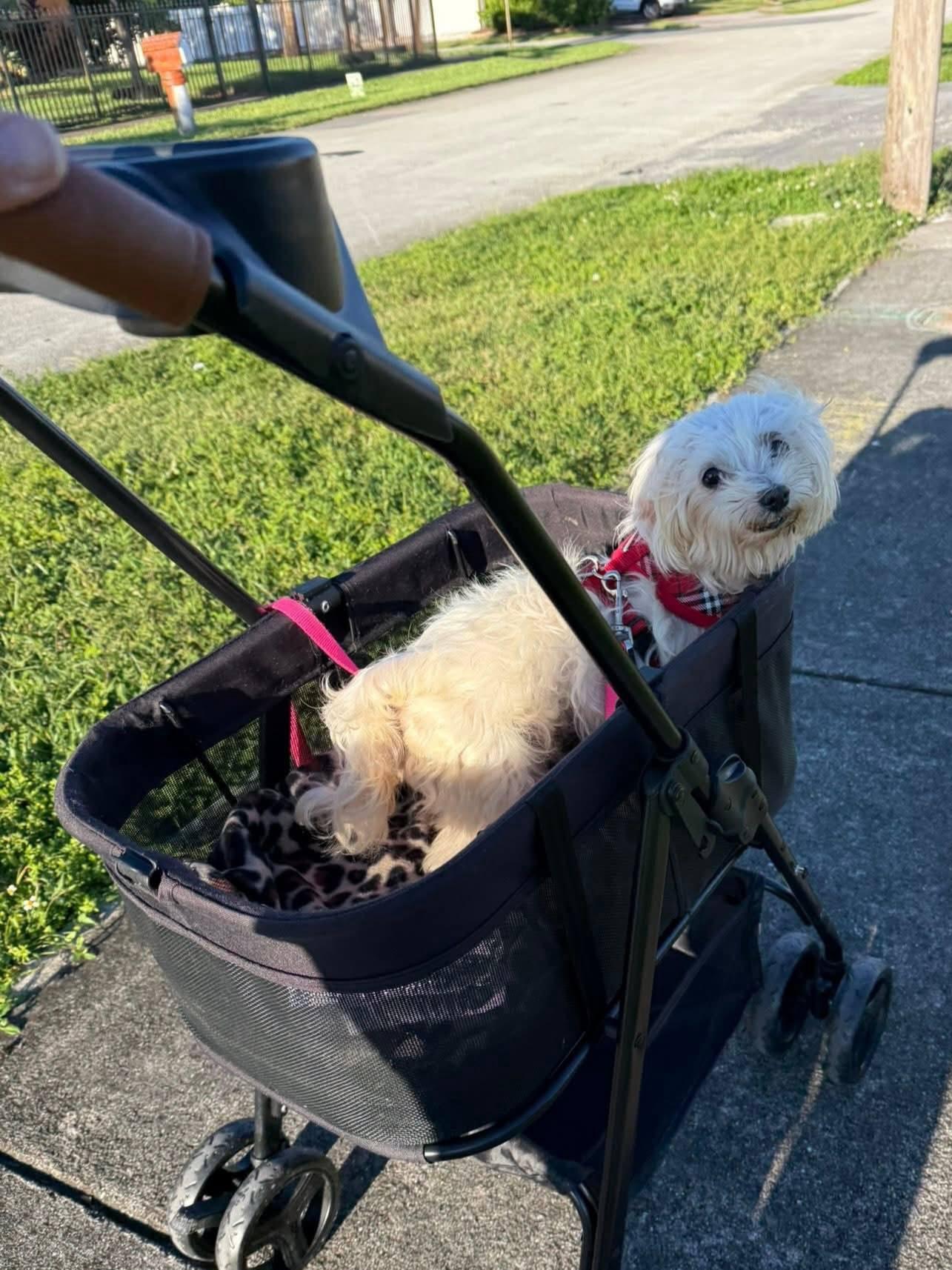 Enlarge Sherman, a Adoptable Maltese in Pompano Beach, FL image 4/5