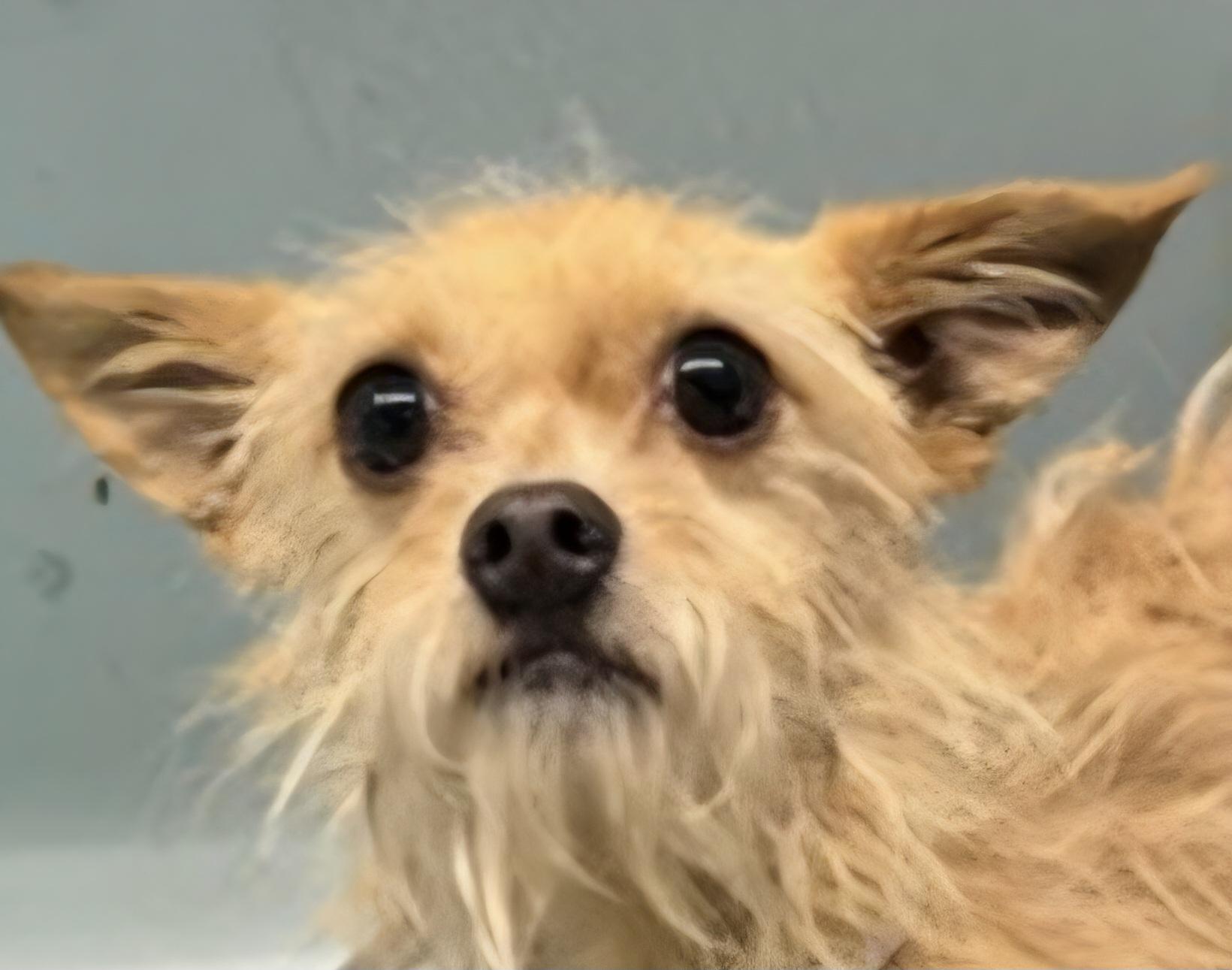 Blu, ADOPTABLE, Adult Male Cairn Terrier.