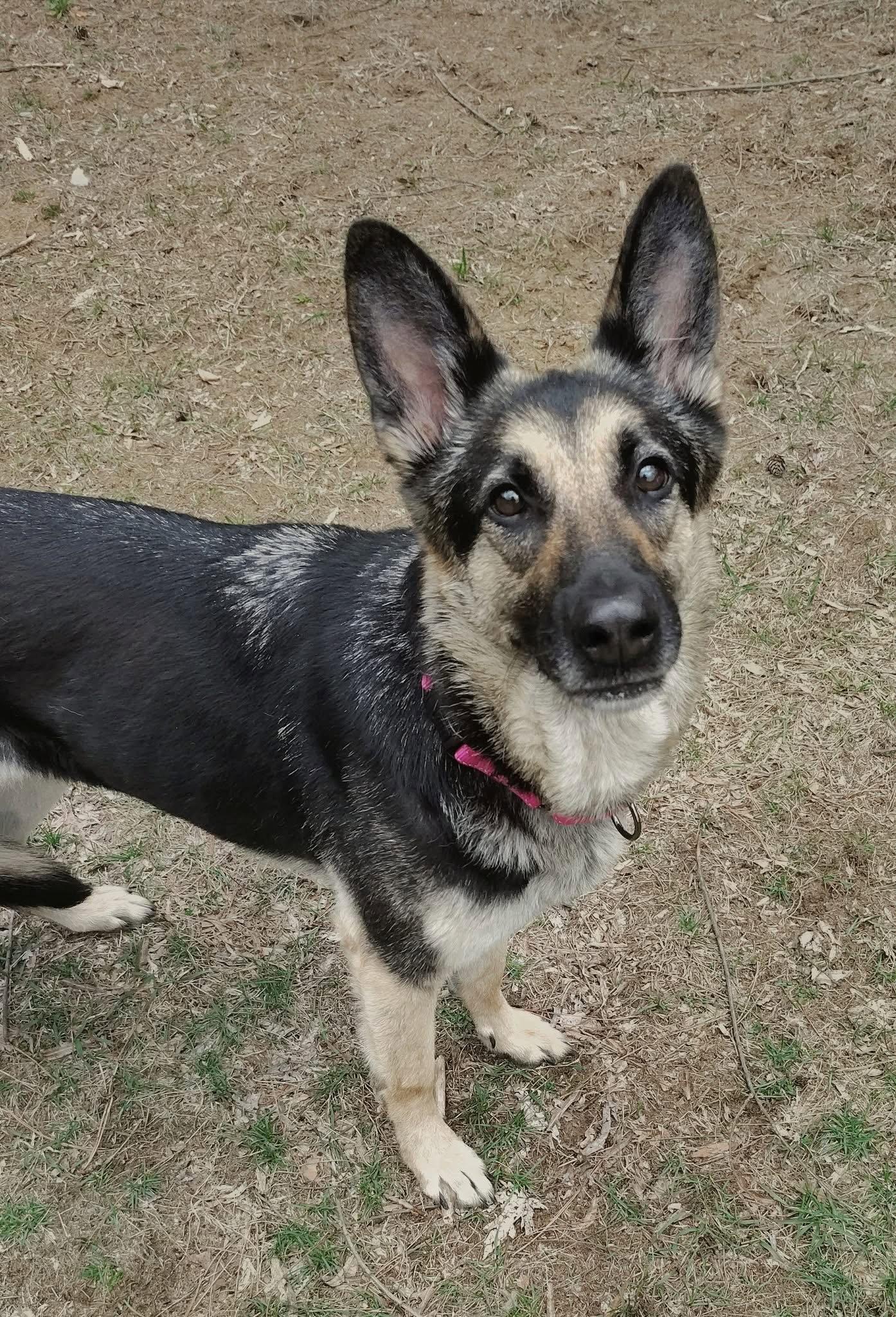 Astrid, Adopted, Young Female German Shepherd Dog.
