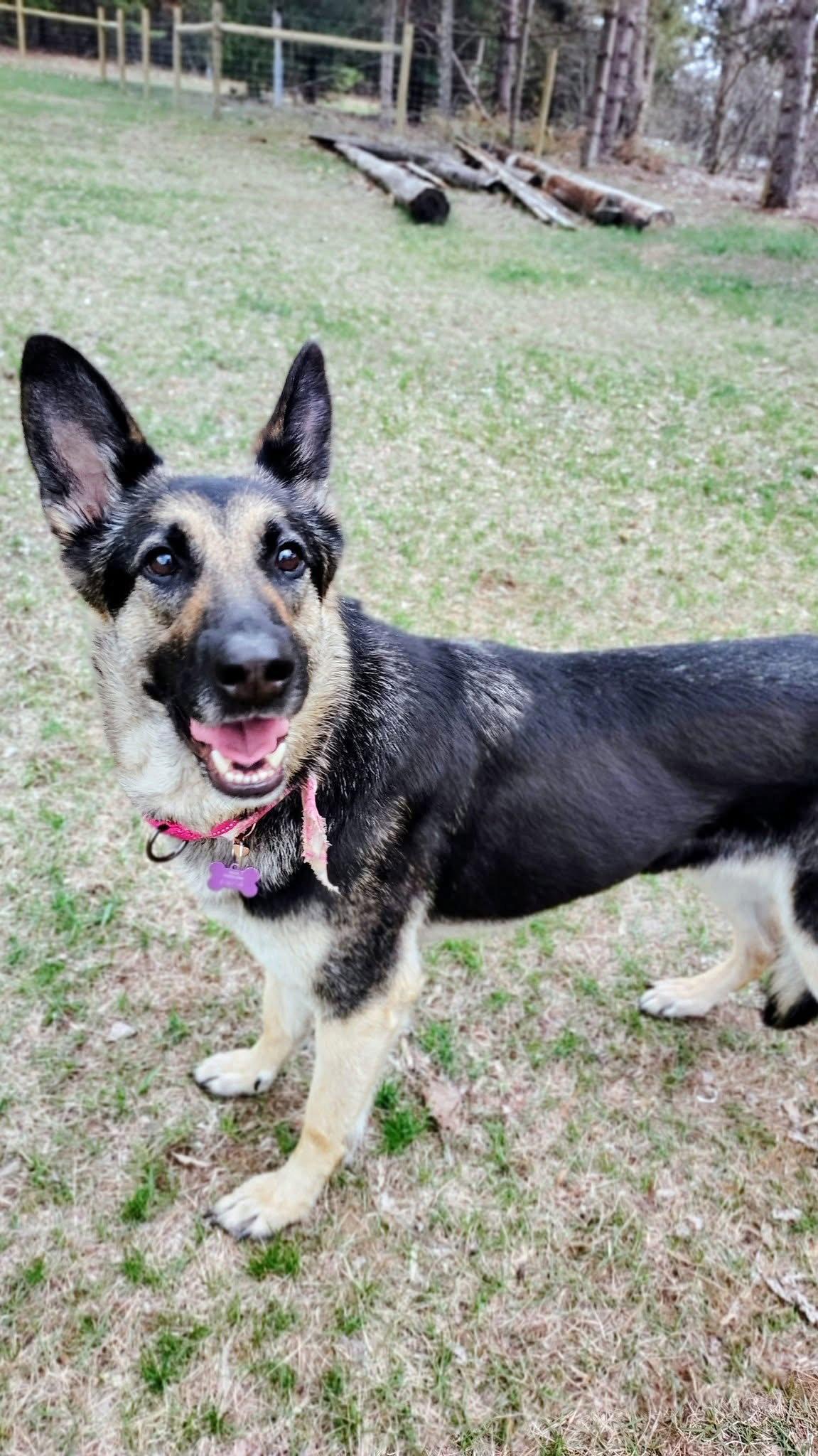 Enlarge Astrid, a Adopted German Shepherd Dog in New London, WI image 2/3