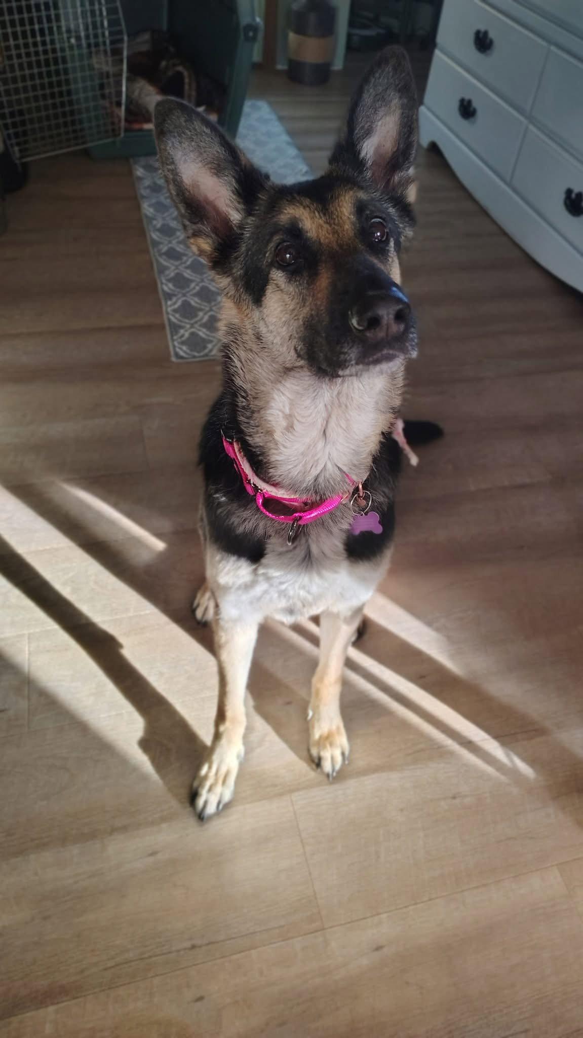 Enlarge Astrid, a Adopted German Shepherd Dog in New London, WI image 3/3