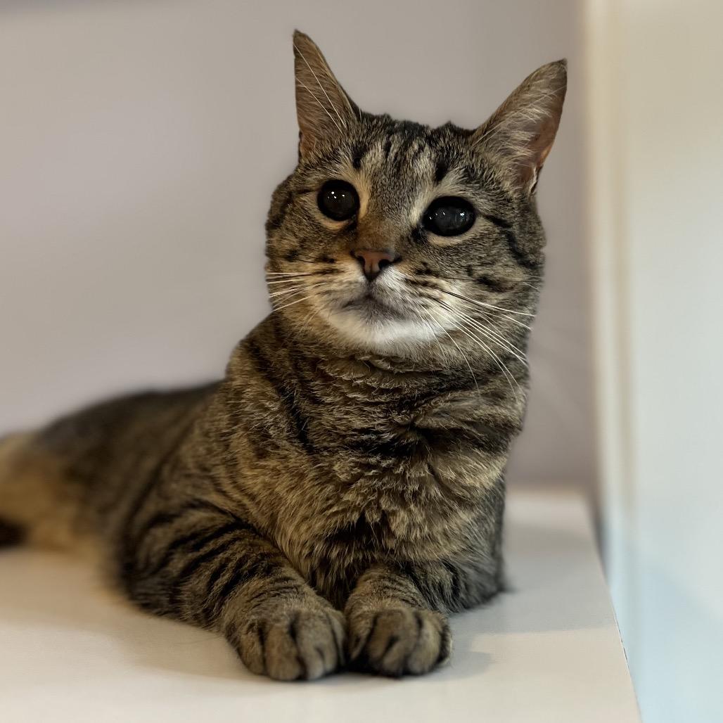 Moon, Adoptable, Adult Female Domestic Short Hair.