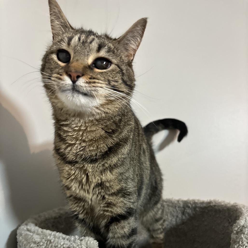 Moon, Adoptable, Adult Female Domestic Short Hair.