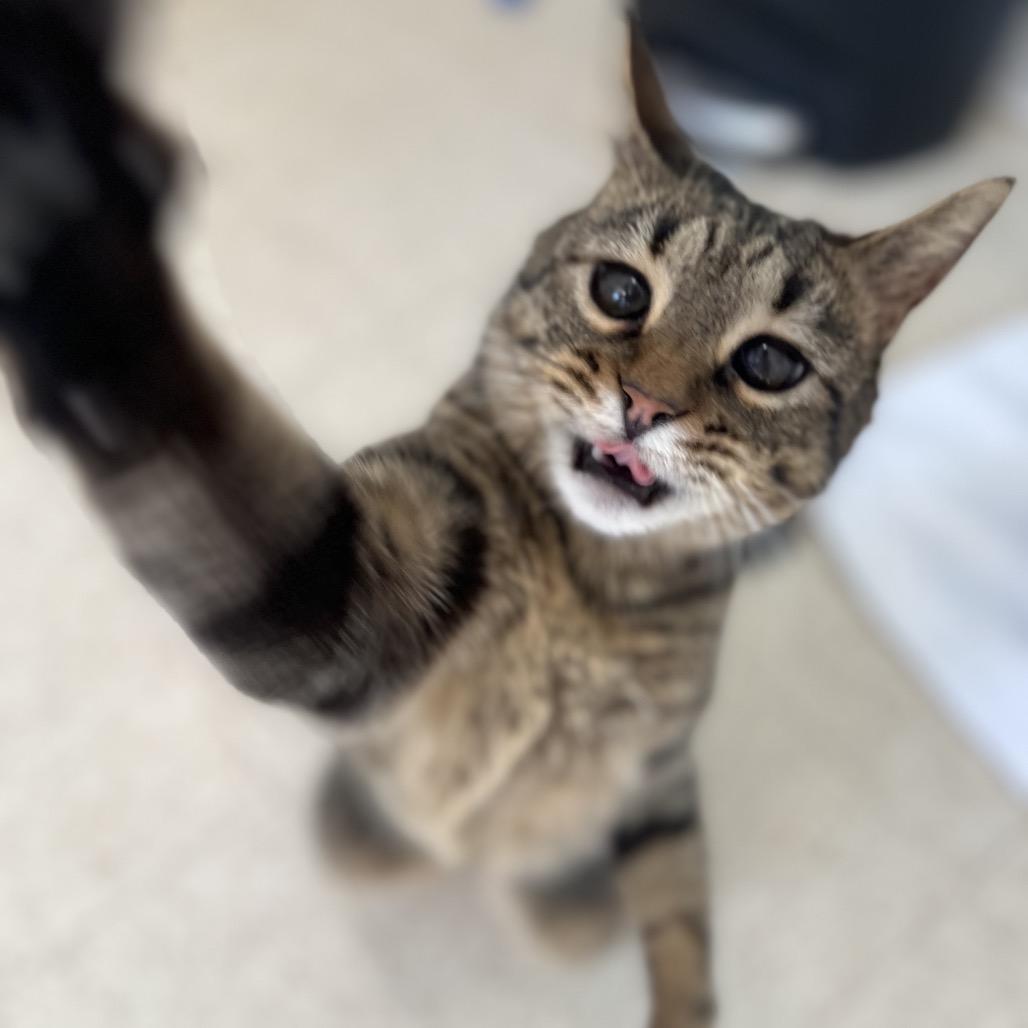 Moon, Adoptable, Adult Female Domestic Short Hair.