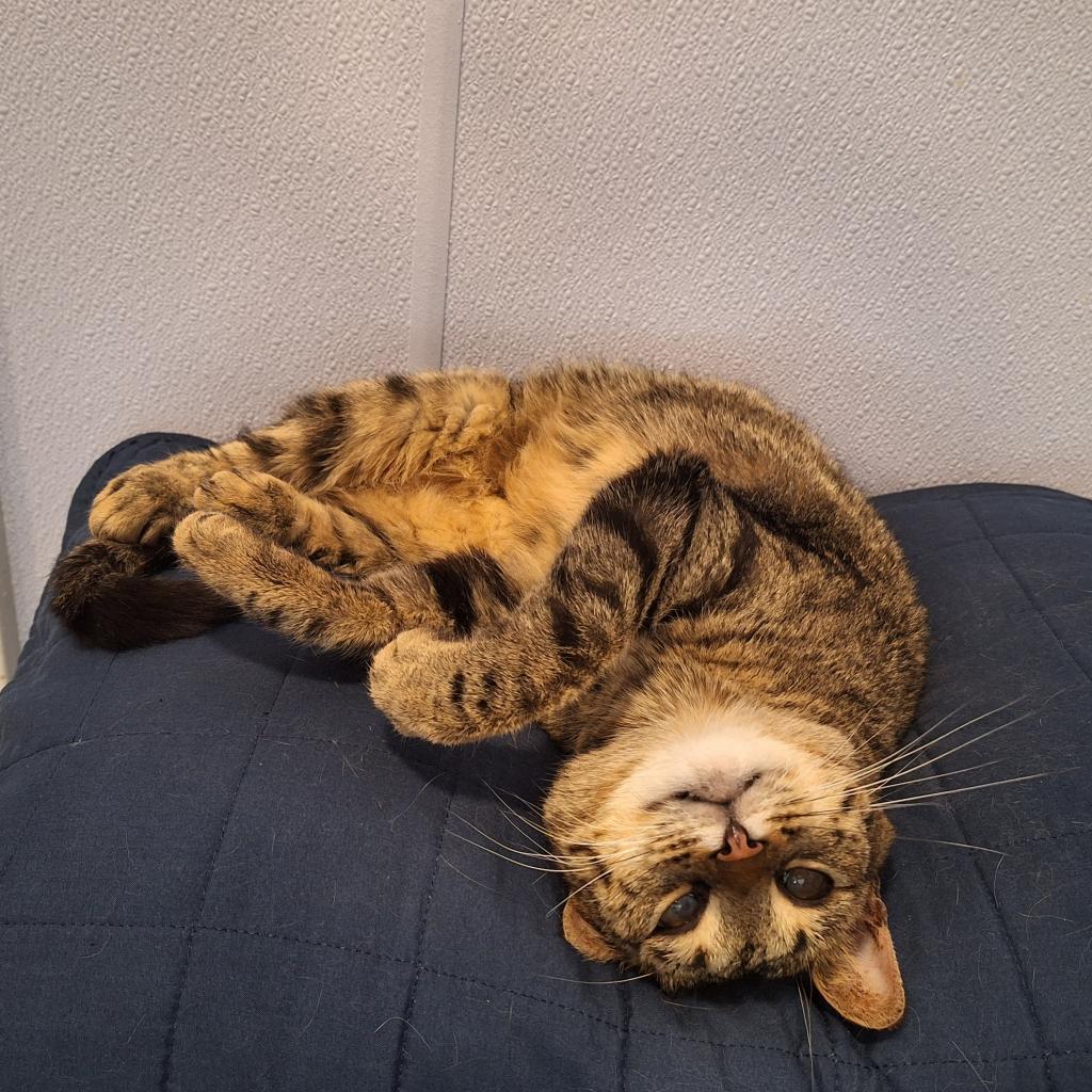 Moon, a Adoptable Domestic Short Hair in Simpsonville, SC image 1/6