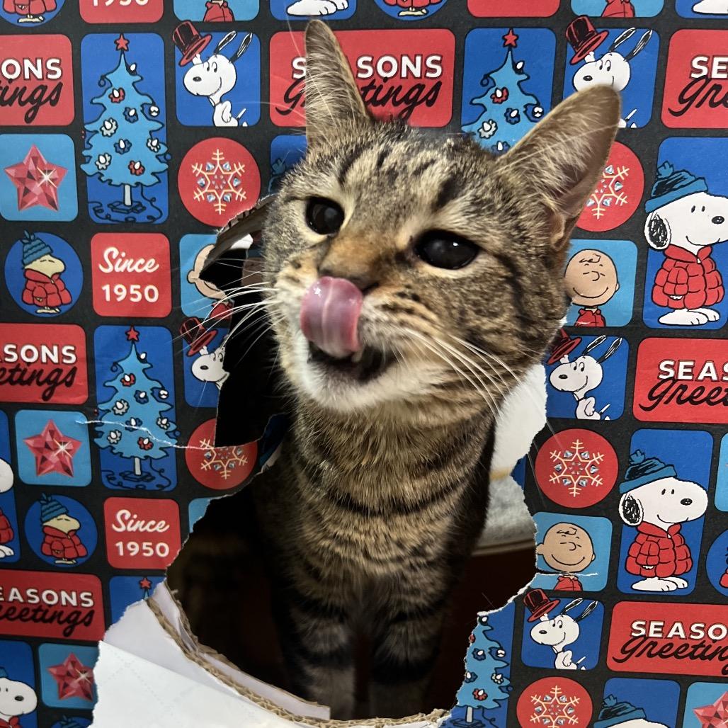 Moon, a Adoptable Domestic Short Hair in Simpsonville, SC image 2/6