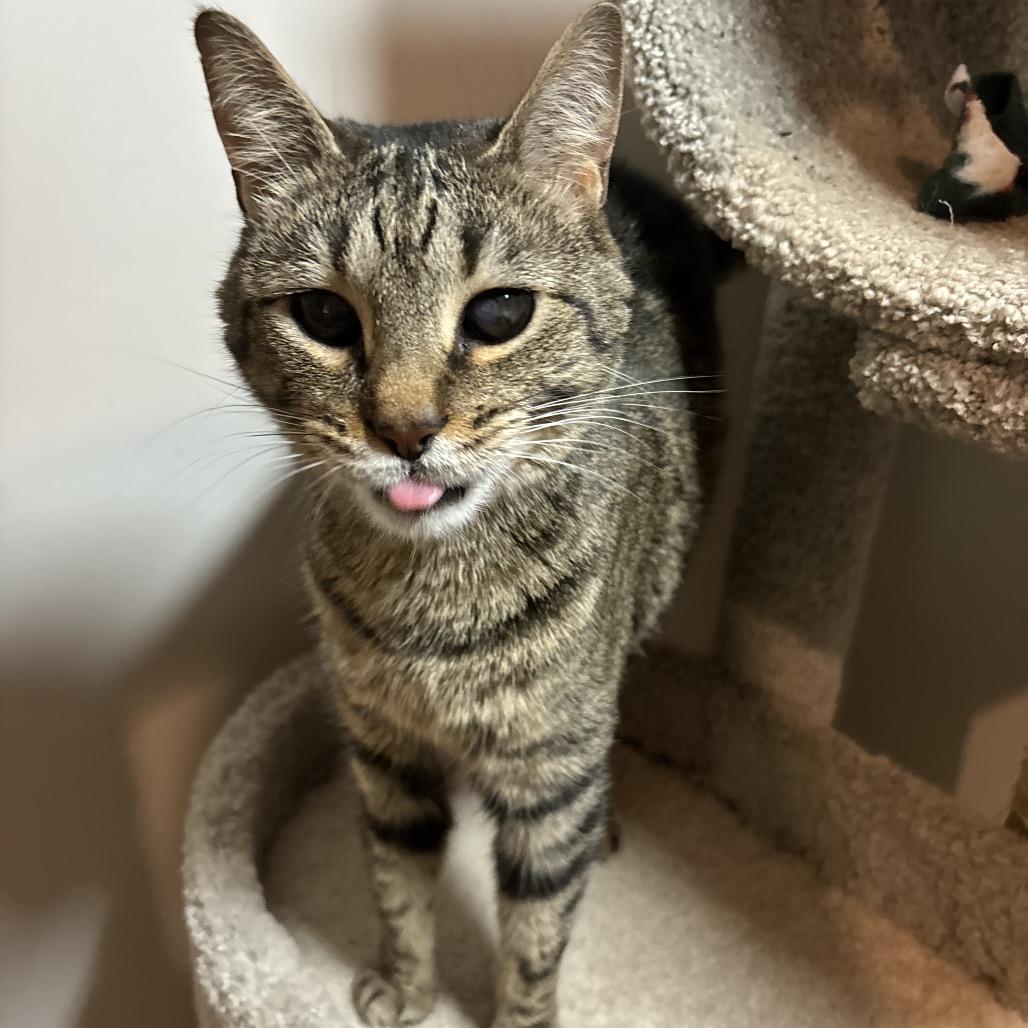 Moon, a Adoptable Domestic Short Hair in Simpsonville, SC image 3/6