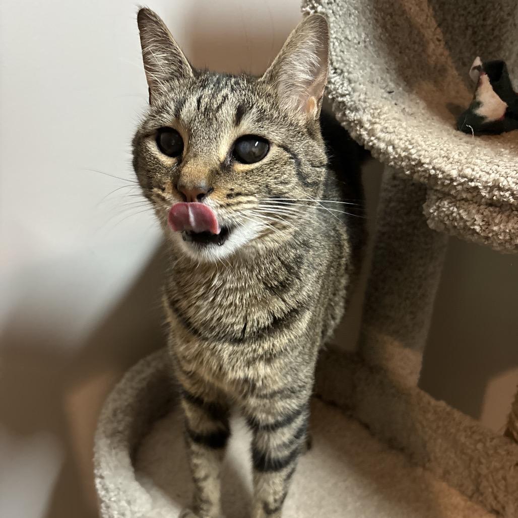 Moon, a Adoptable Domestic Short Hair in Simpsonville, SC image 4/6