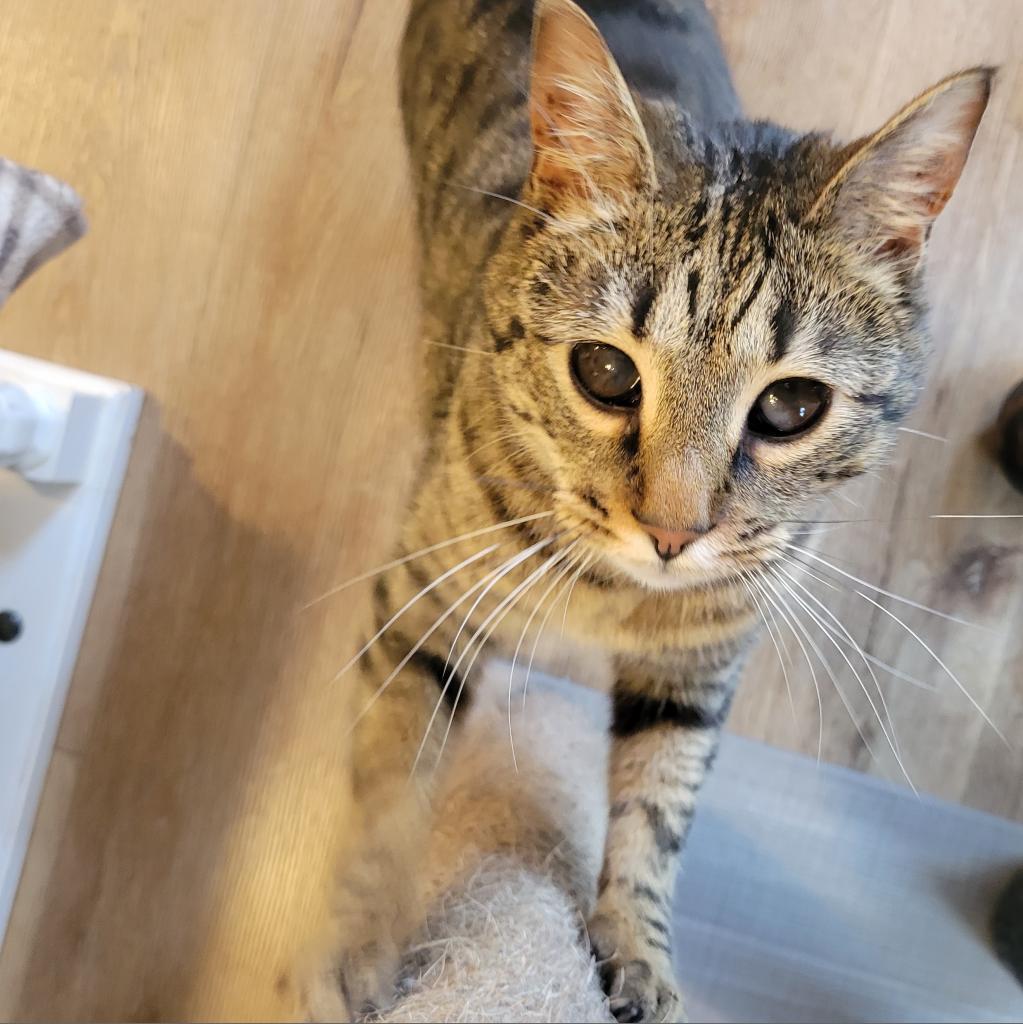 Moon, a Adoptable Domestic Short Hair in Simpsonville, SC image 4/6