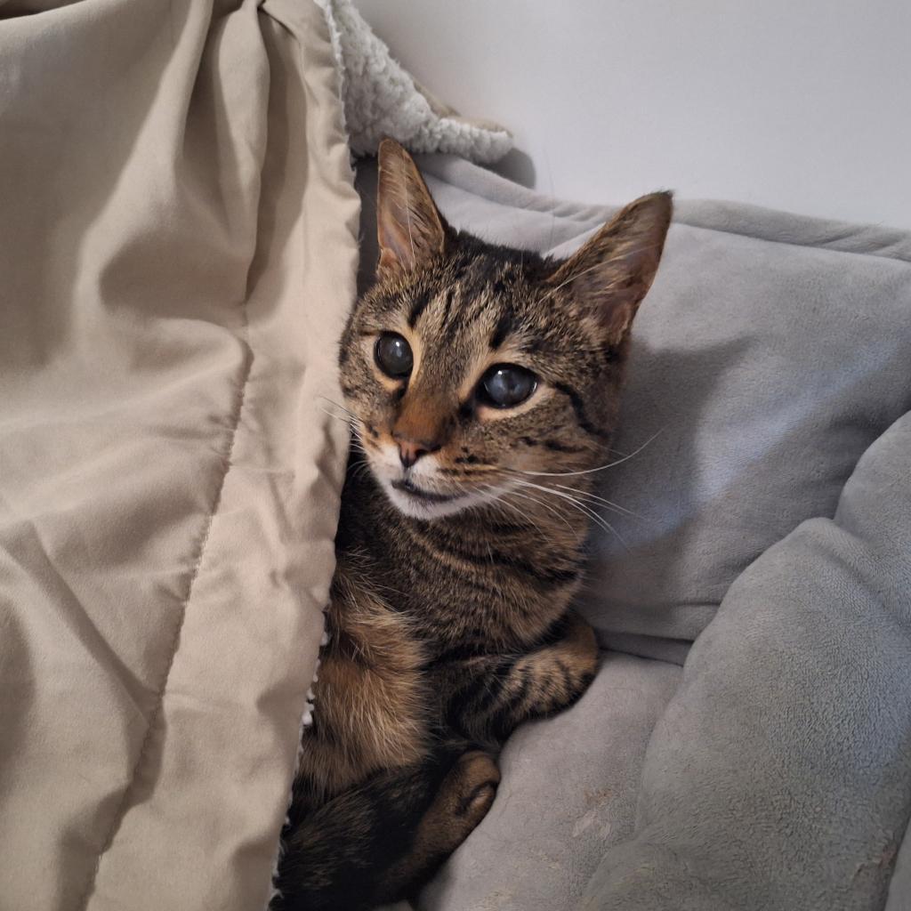 Enlarge Moon, a Adoptable Domestic Short Hair in Simpsonville, SC image 4/6