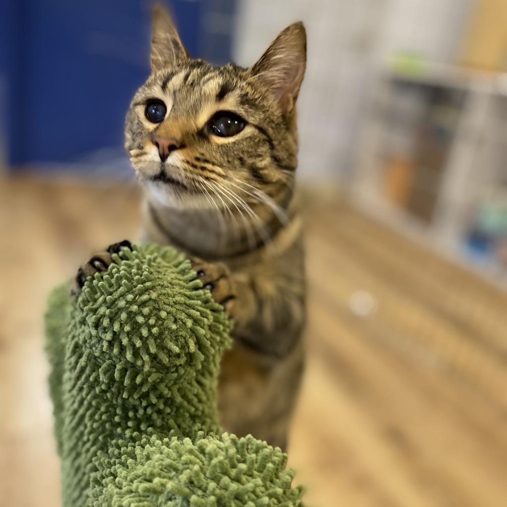 Moon, a Adoptable Domestic Short Hair in Simpsonville, SC image 5/6