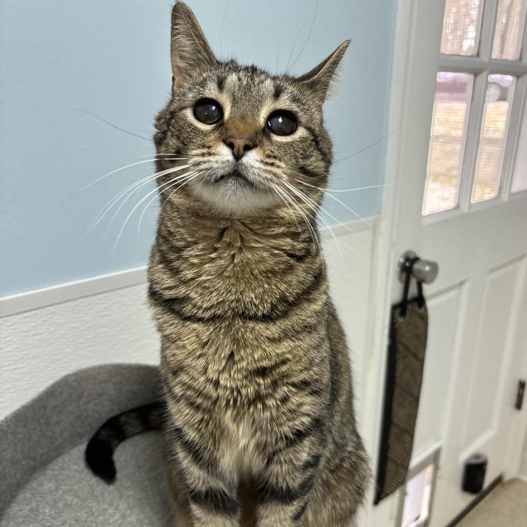 Enlarge Moon, a Adoptable Domestic Short Hair in Simpsonville, SC image 4/6