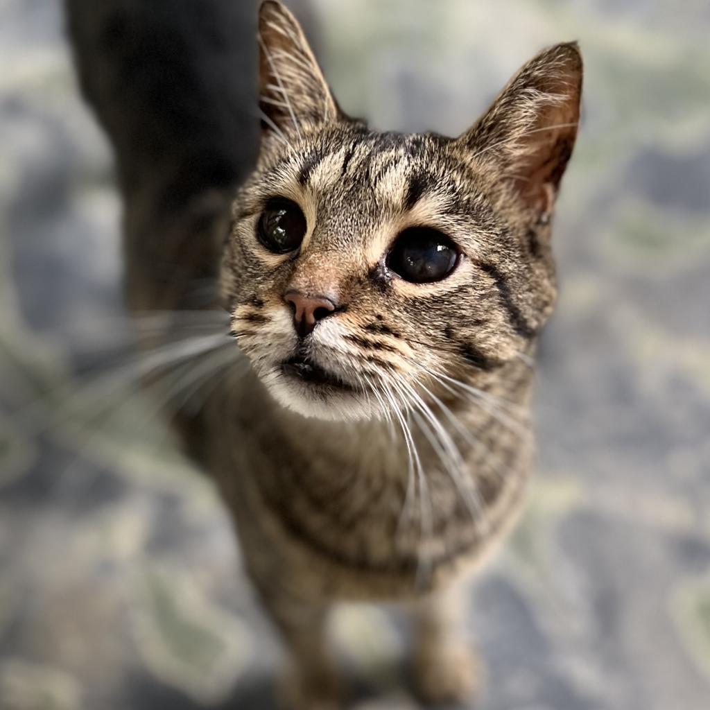 Enlarge Moon, a Adoptable Domestic Short Hair in Simpsonville, SC image 5/6