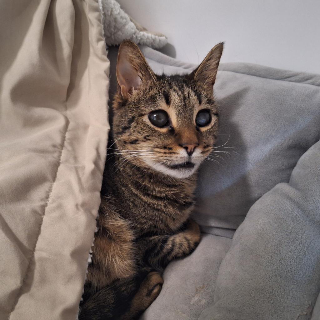 Enlarge Moon, a Adoptable Domestic Short Hair in Simpsonville, SC image 5/6