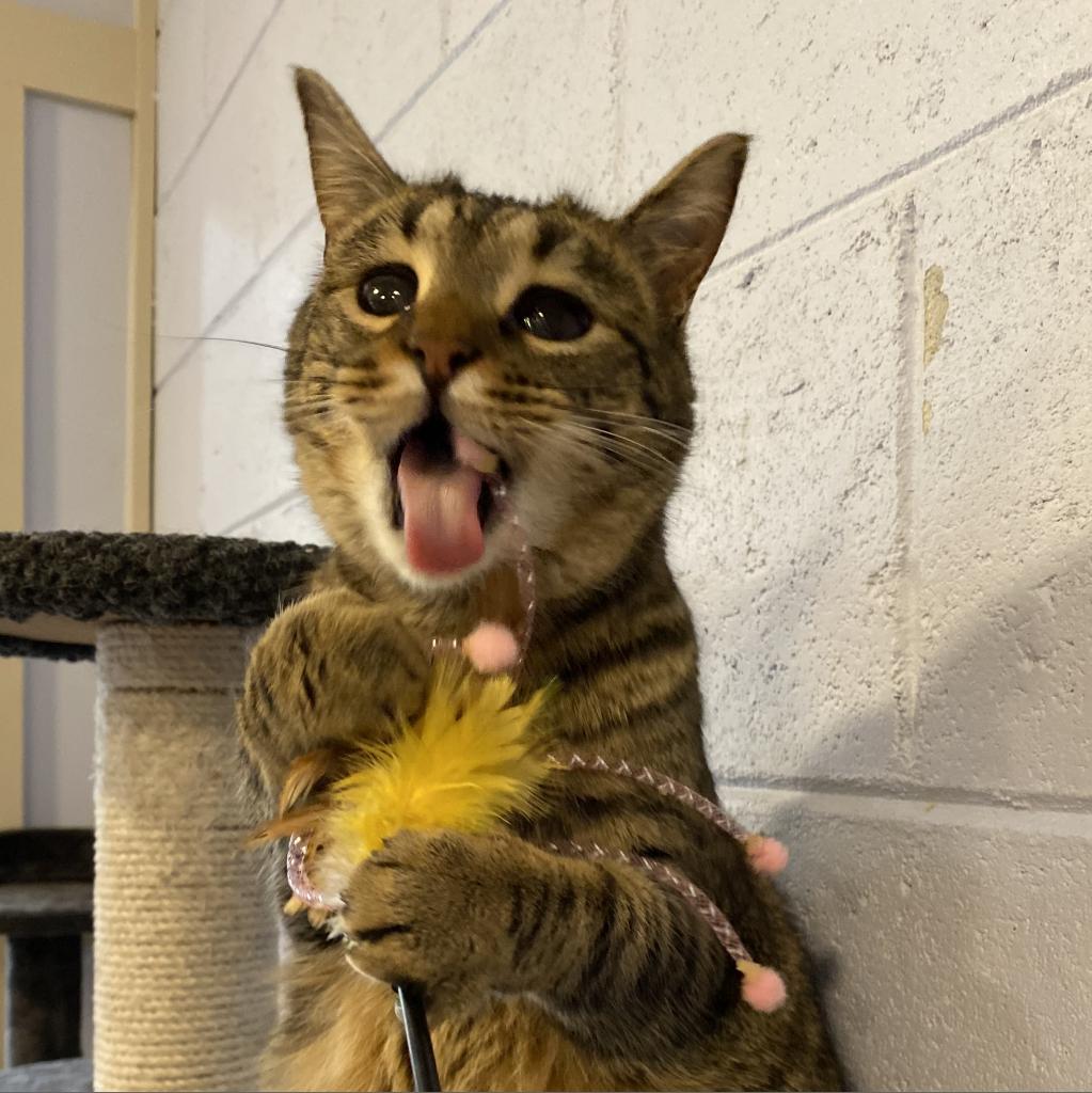 Moon, a Adoptable Domestic Short Hair in Simpsonville, SC image 6/6