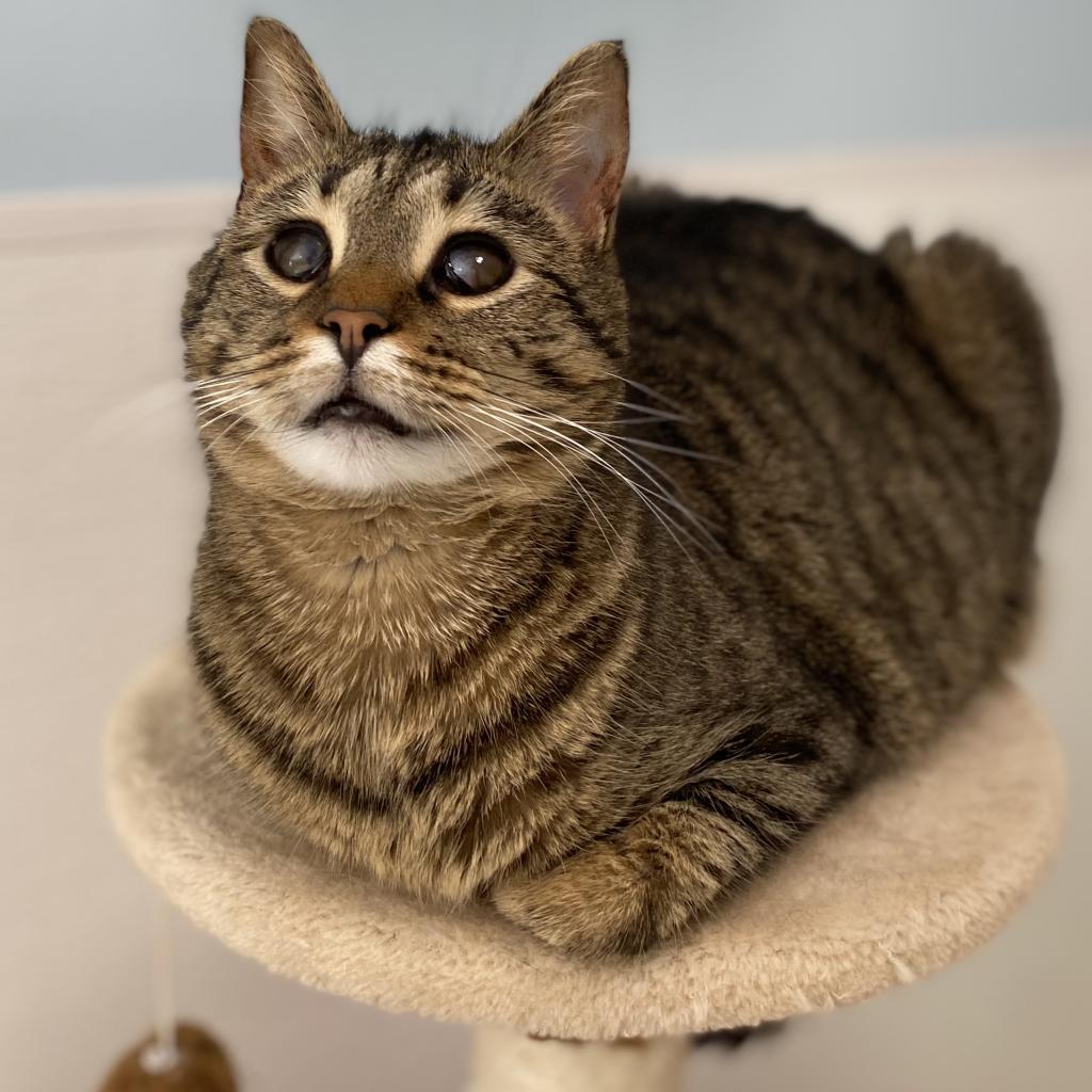 Moon, a Adoptable Domestic Short Hair in Simpsonville, SC image 3/3
