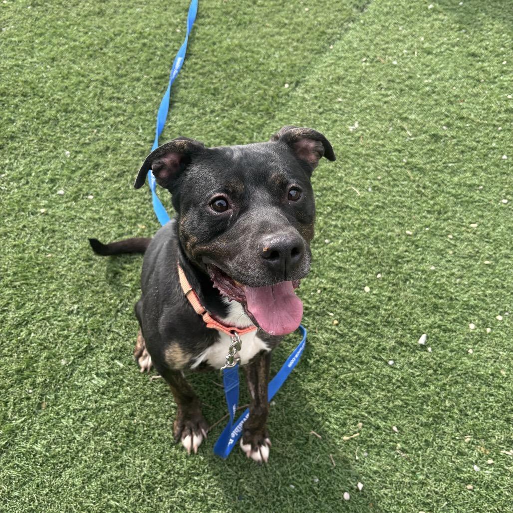 Enlarge Shaggy, a Adoptable Mixed Breed in Batavia, OH image 1/4