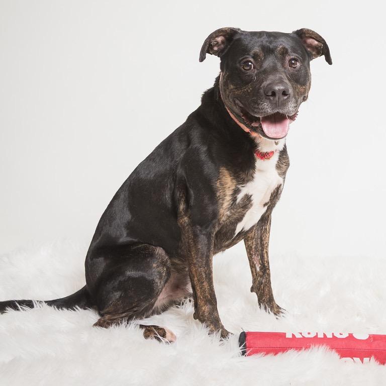 Enlarge Shaggy, a Adoptable mixed breed in Batavia, OH image 3/6