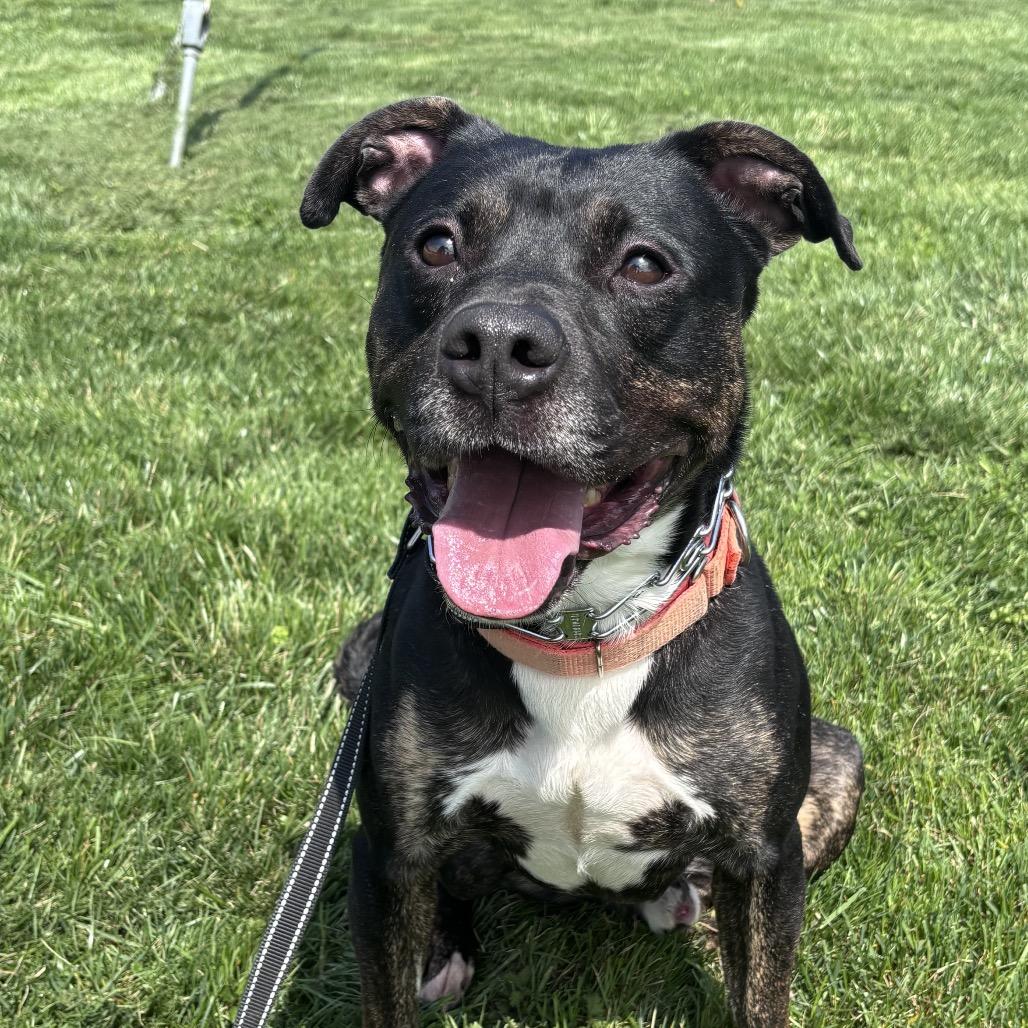 Enlarge Shaggy, a Adoptable mixed breed in Batavia, OH image 5/6