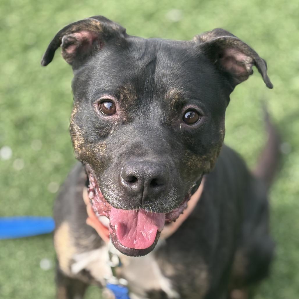 Enlarge Shaggy, a Adoptable Mixed Breed in Batavia, OH image 4/4