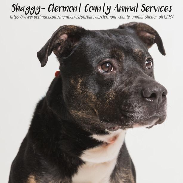 Enlarge Shaggy, a Adoptable mixed breed in Batavia, OH image 6/6