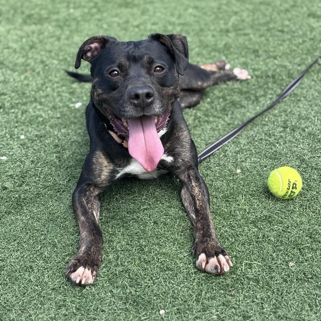 Shaggy, a Adoptable Mixed Breed in Batavia, OH image 6/6