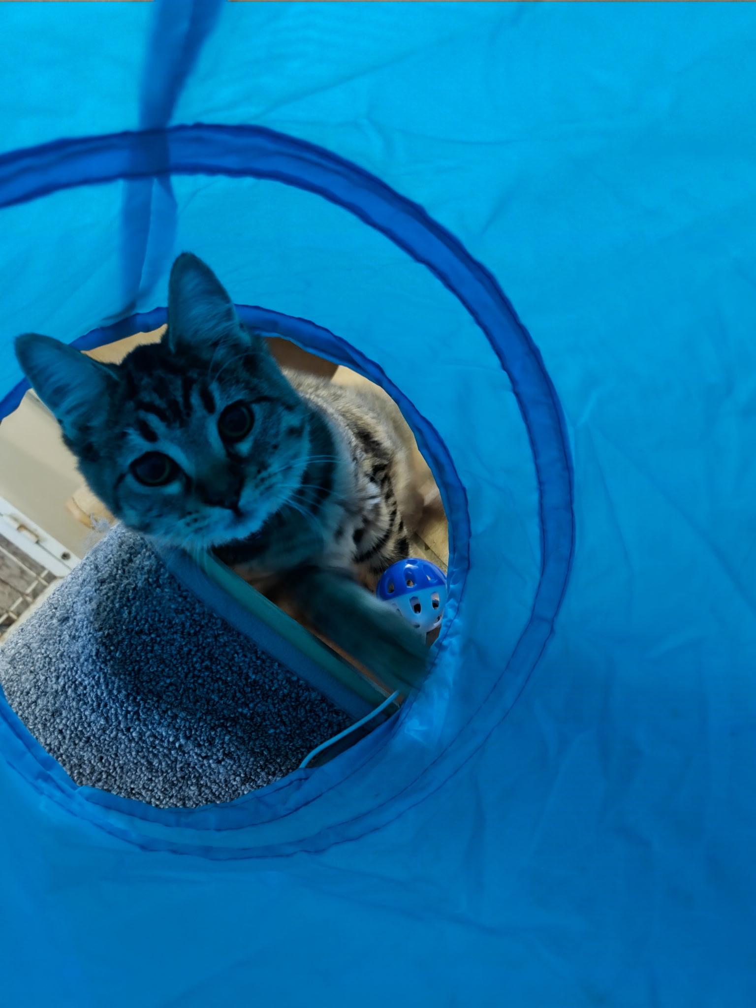 Phyllis, Adoptable, Kitten Female Domestic Medium Hair.