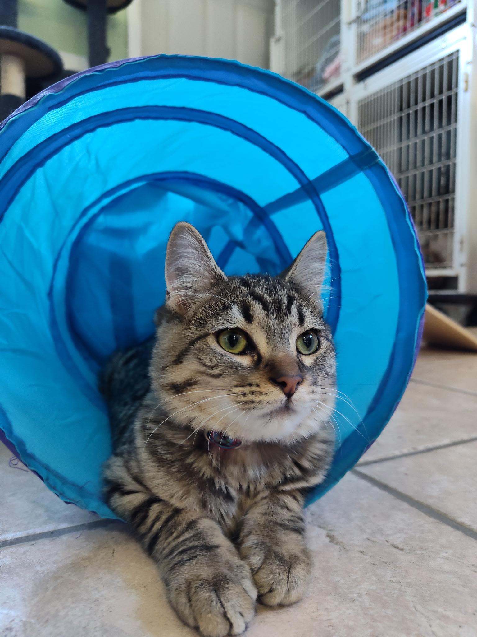 Phyllis, a Adoptable Domestic Medium Hair in Mason City, IL image 2/3