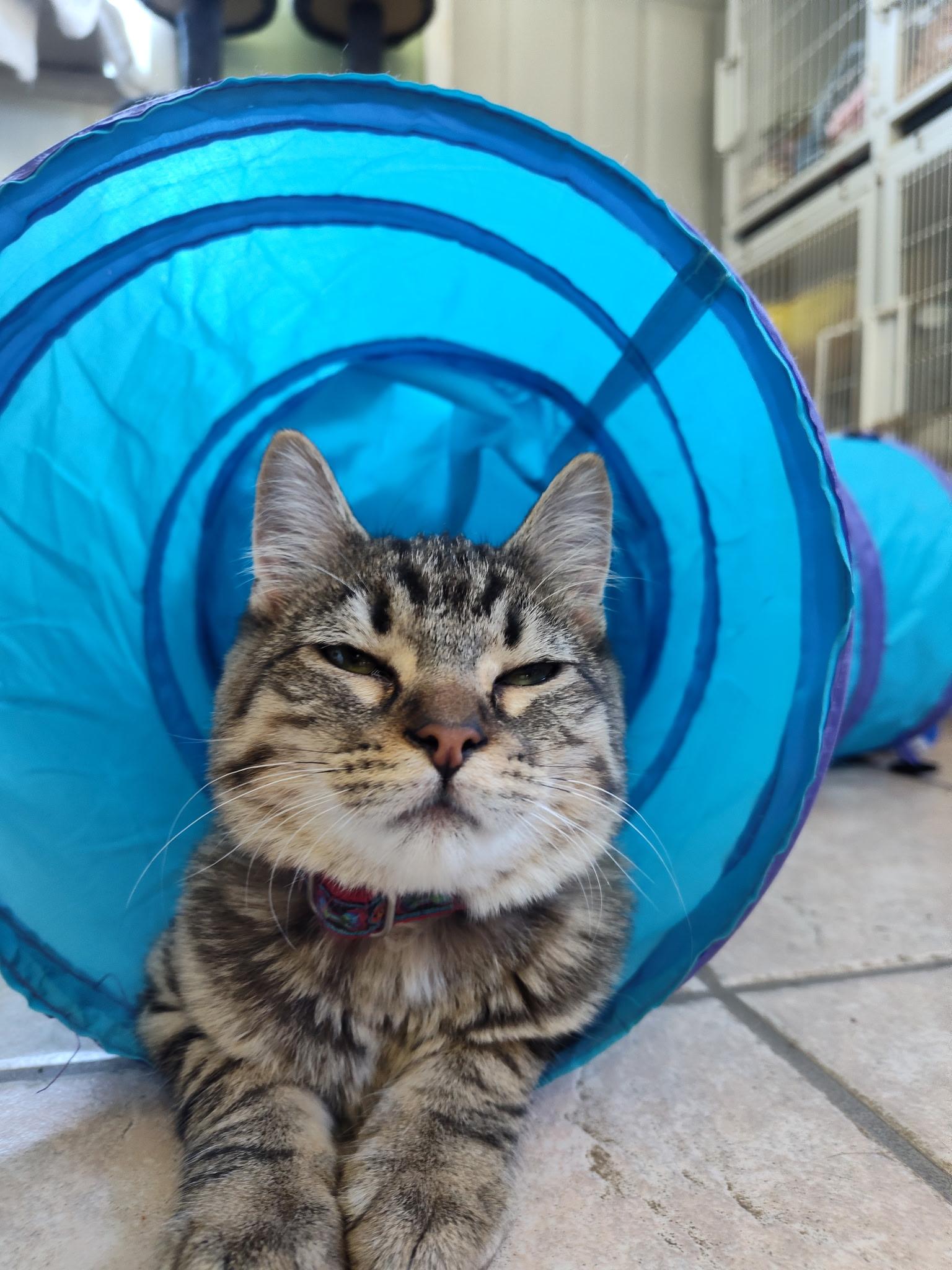 Phyllis, a Adoptable Domestic Medium Hair in Mason City, IL image 3/3