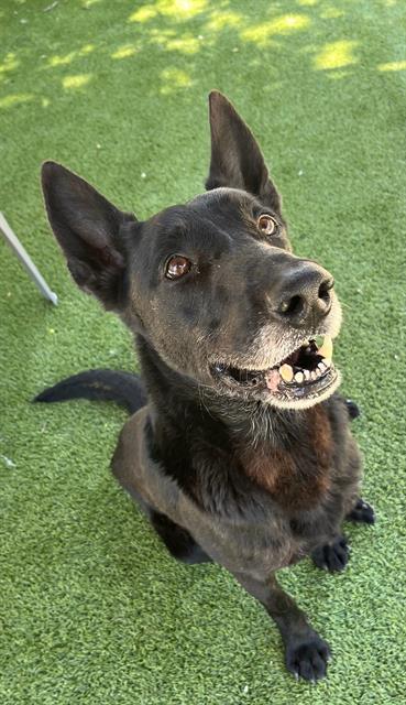 DOZER, Adoptable, Adult Male German Shepherd Dog & Labrador Retriever.