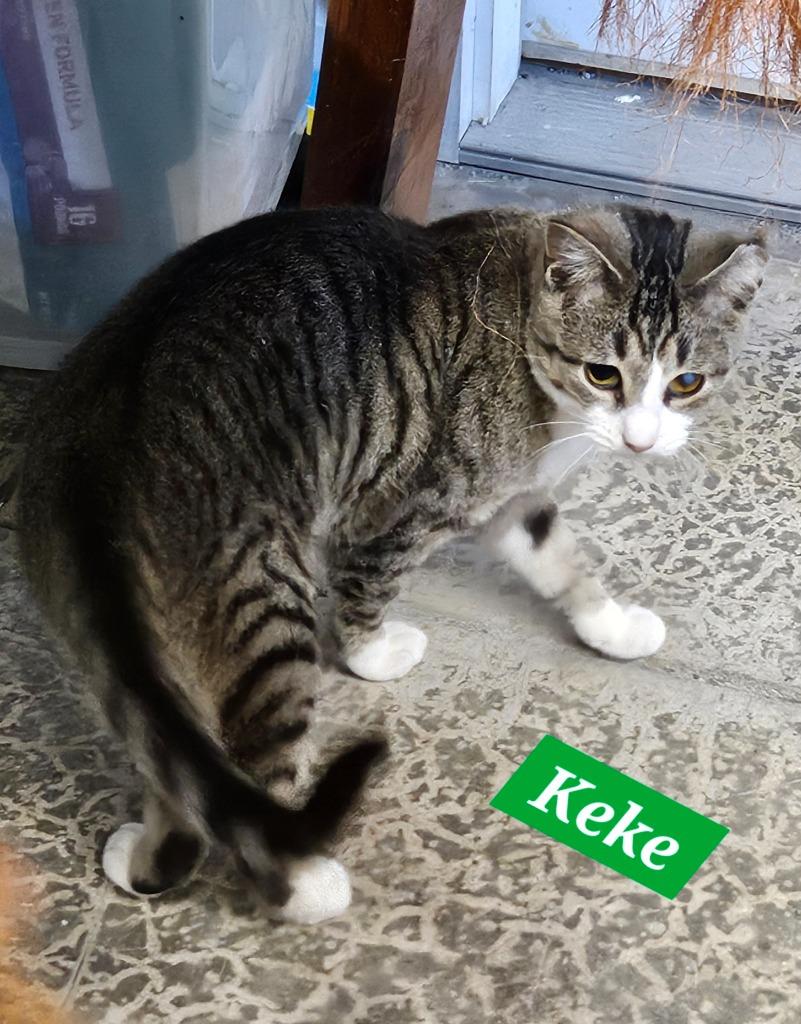 Keke, Adoptable, Kitten Male Domestic Short Hair.