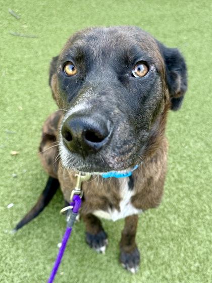 Kars, a Adoptable mixed breed in Wichita, KS image 2/3