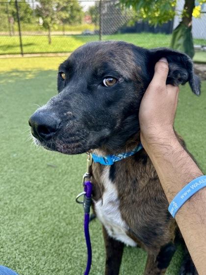 Kars, a Adoptable mixed breed in Wichita, KS image 3/3