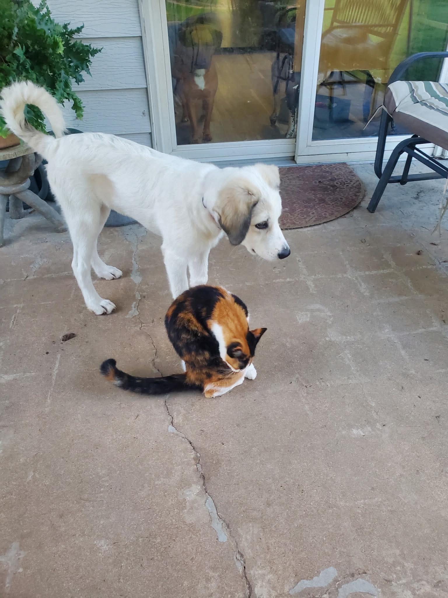Lylah, Adoptable, Young Female Mixed Breed.
